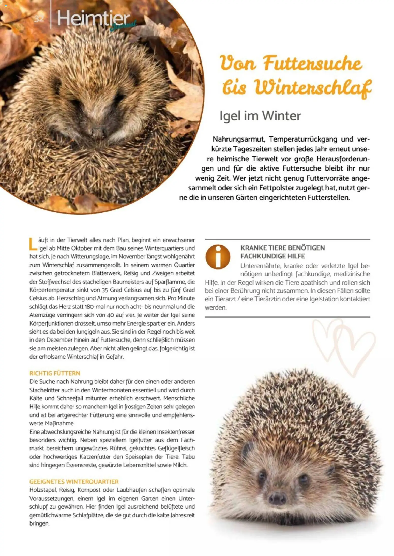 zookauf - Heimtier Journal – gültig ab 01.12.2025 | Seite: 32 | Produkte: Katzenfutter