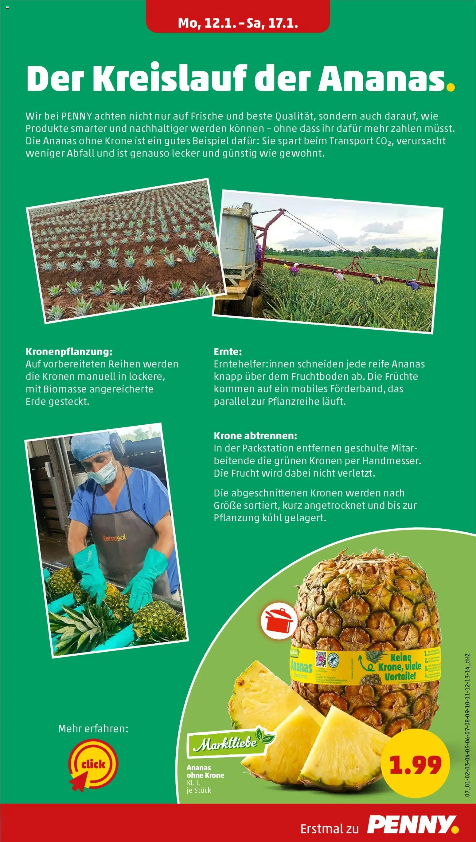 Penny Prospekt 	 – gültig ab 12.01.2026 | Seite: 9 | Produkte: Ananas