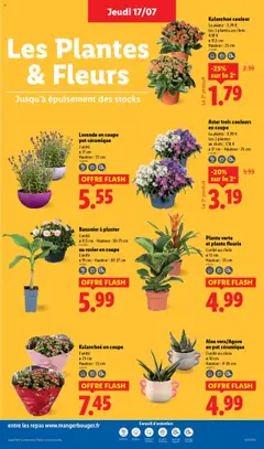  | Page: 29 | Produits: Lavande, Bananier, Plantes, Plante verte
