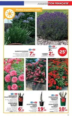 Super U - Prévisualisation de Super U - Le jardin à prix bas valide à partir de 17.02.2026 | Page: 3 | Produits: Rosier, Plantes