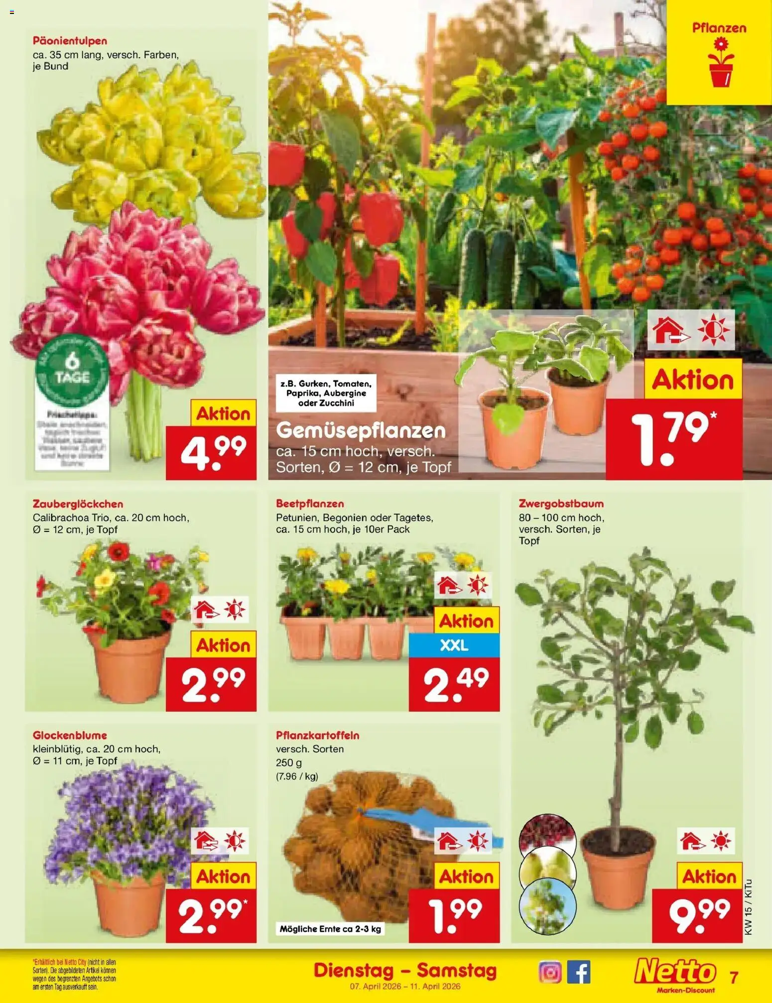Netto Marken-Discount Prospekt Lahr-Langenwinkel	 – gültig ab 05.04.2026 | Seite: 9 | Produkte: Aubergine, Zucchini