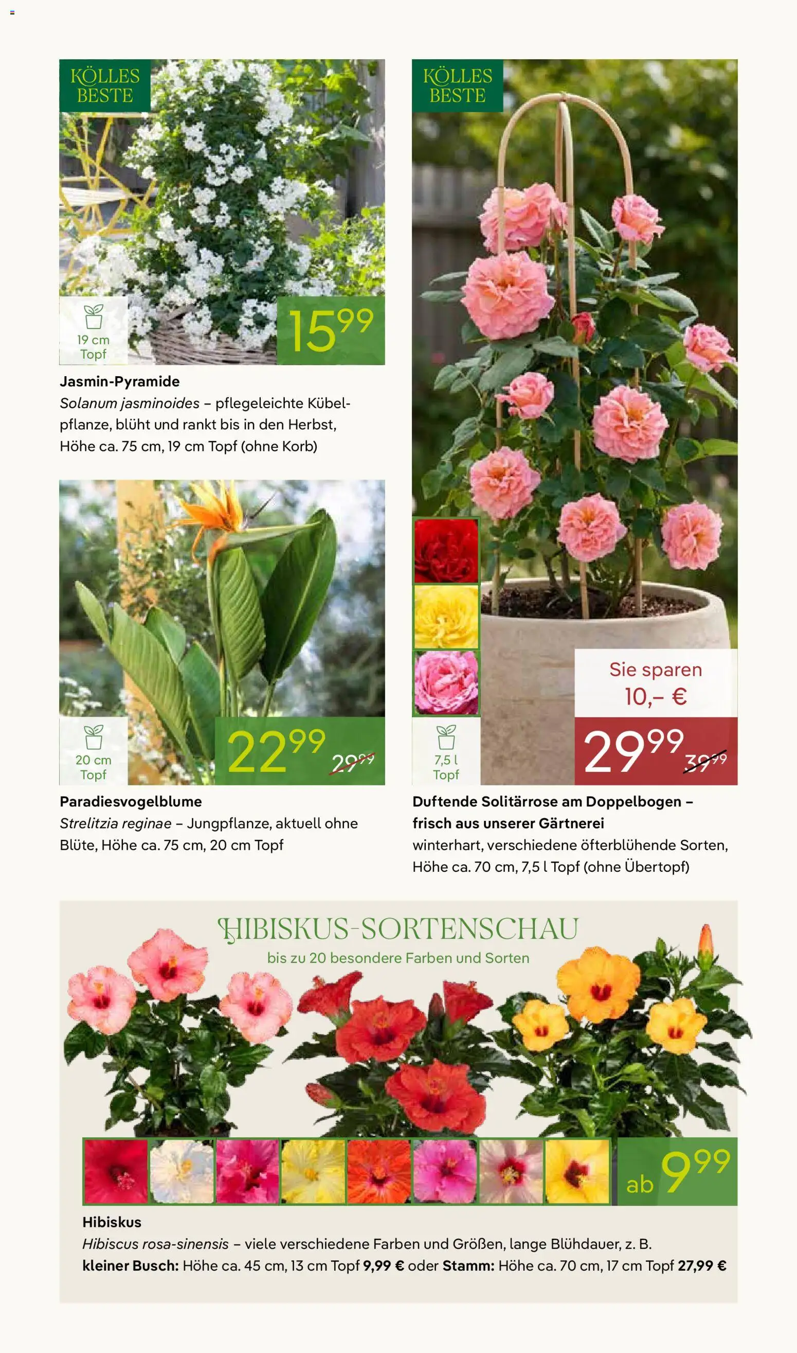 Pflanzen-Kölle Prospekt 	 – gültig ab 27.04.2026 | Seite: 5 | Produkte: Korb