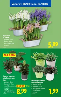 Hyacinten in schaal, Hyacinths in a bowl, pot size: 12 cm, height: 15 cm, white, blue or pink, per piece - Voorbeeld van een folder van Lidl, geldig van 04.02.2026 | Pagina: 49 | Producten: Pot, Schaal