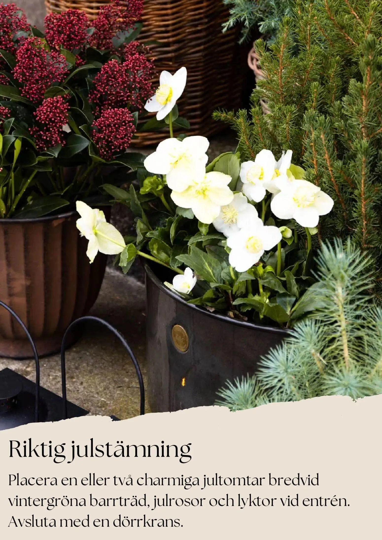 Plantagen reklamblad aktuell från 27.11.2025 | Sida: 2