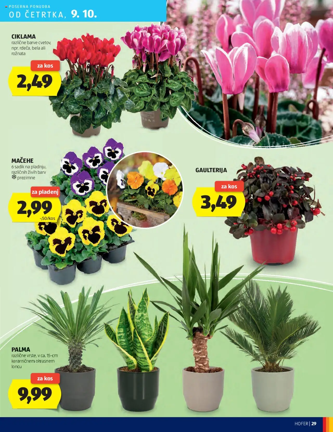 Novi Hofer katalog ponudbe – veljaven od 02.10.2025 | Stran: 29 | Izdelki: Kos