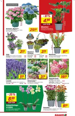 Toom Baumarkt Prospekt 	 - gültig ab dem 02.08.2025 | Seite: 3 | Produkte: Hortensie, Orchidee, Lavendel