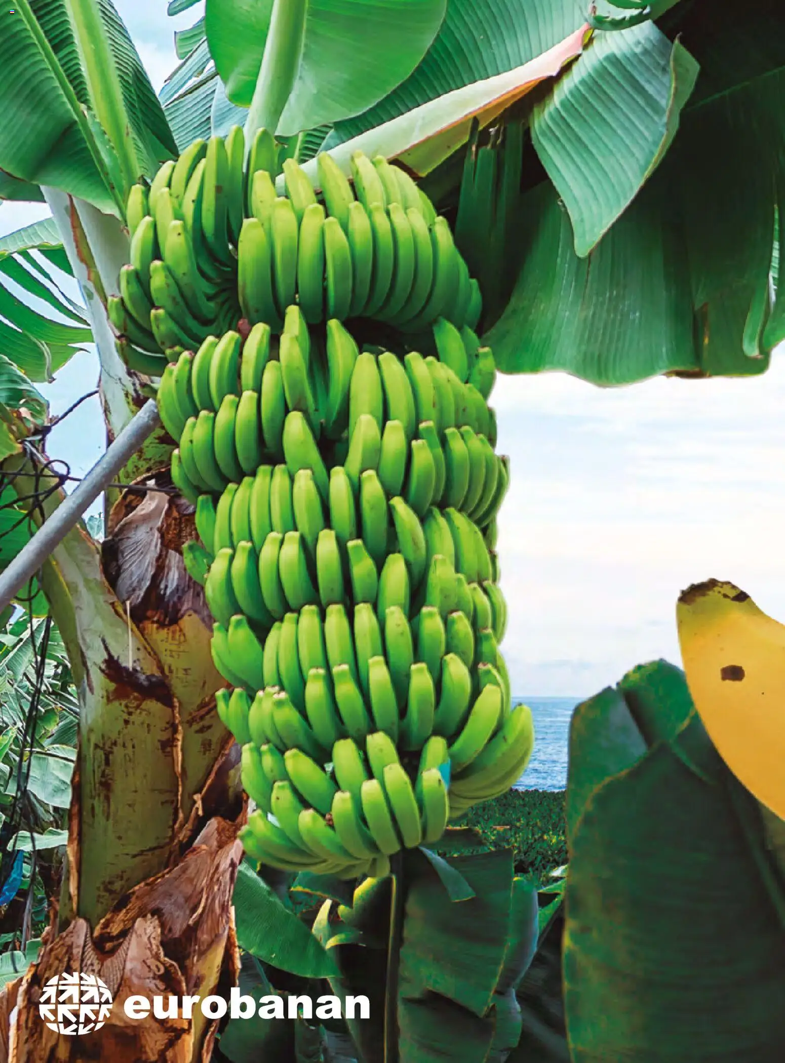 Costco catálogo │ válido desde el 19.03.2026 | Página: 118