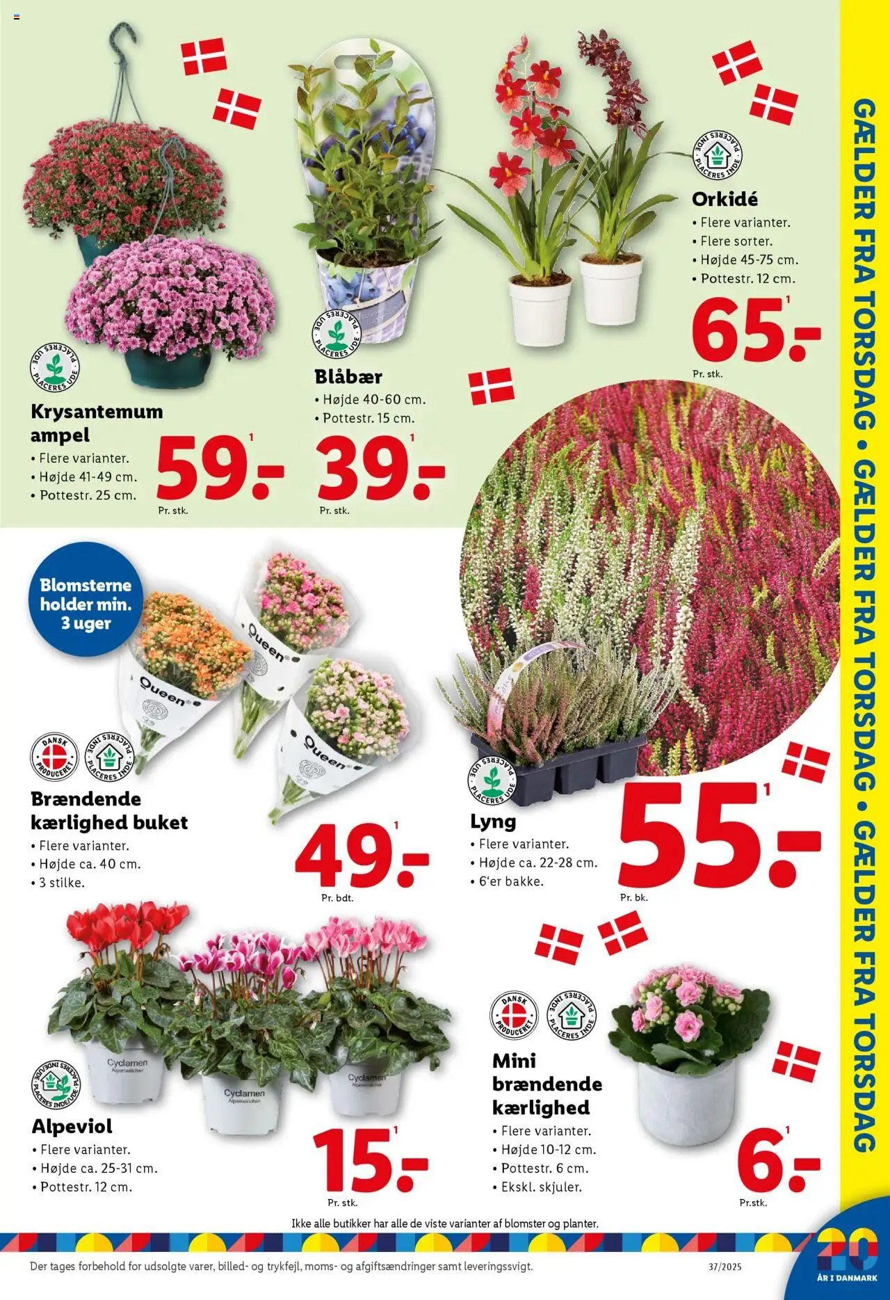 Lidl tilbudsavis – gyldig fra 11.09.2025 | Side: 13 | Produkter: Blåbær