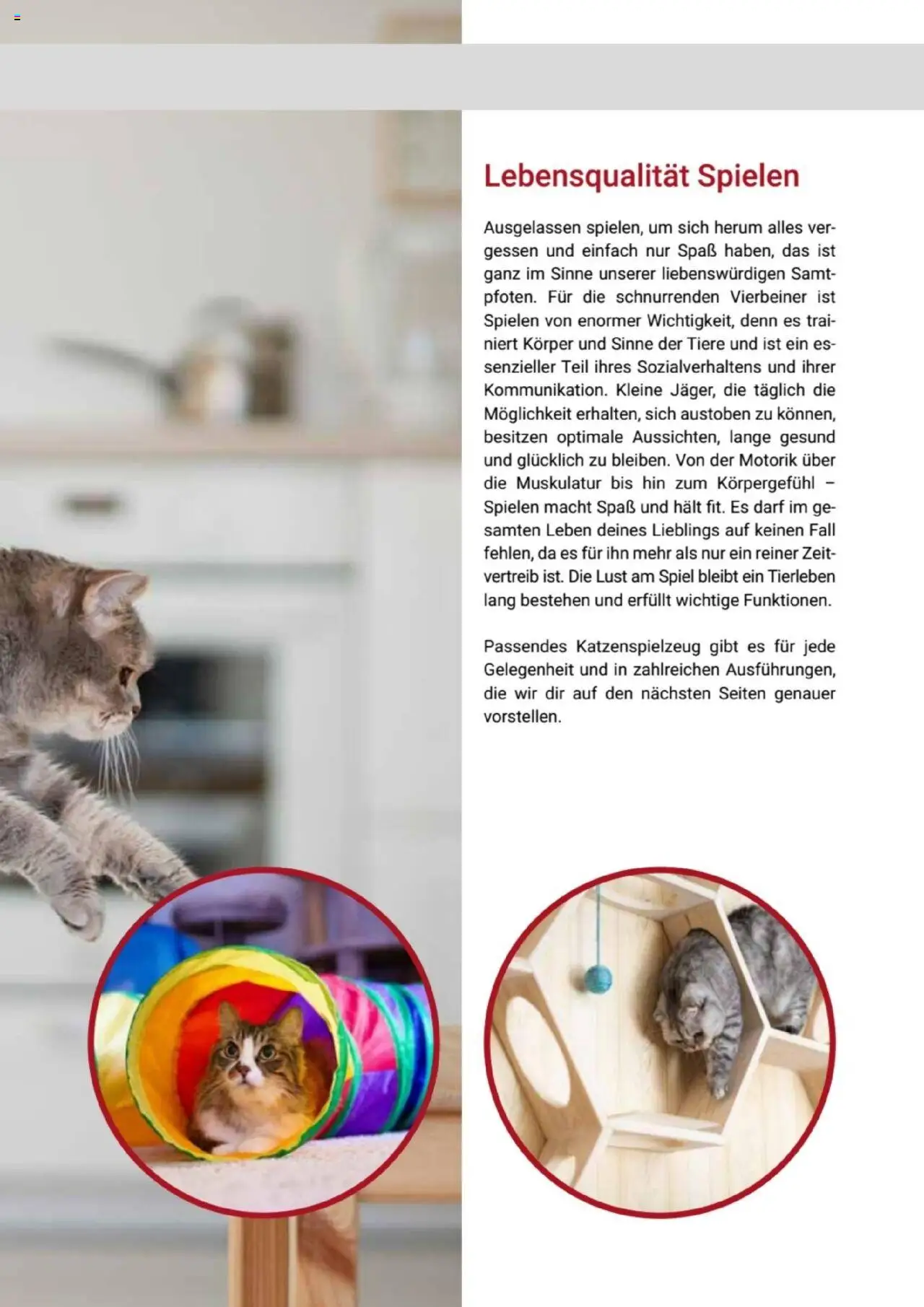 zookauf Themenkatalog Katze – gültig ab 01.10.2025 | Seite: 49 | Produkte: Spiel