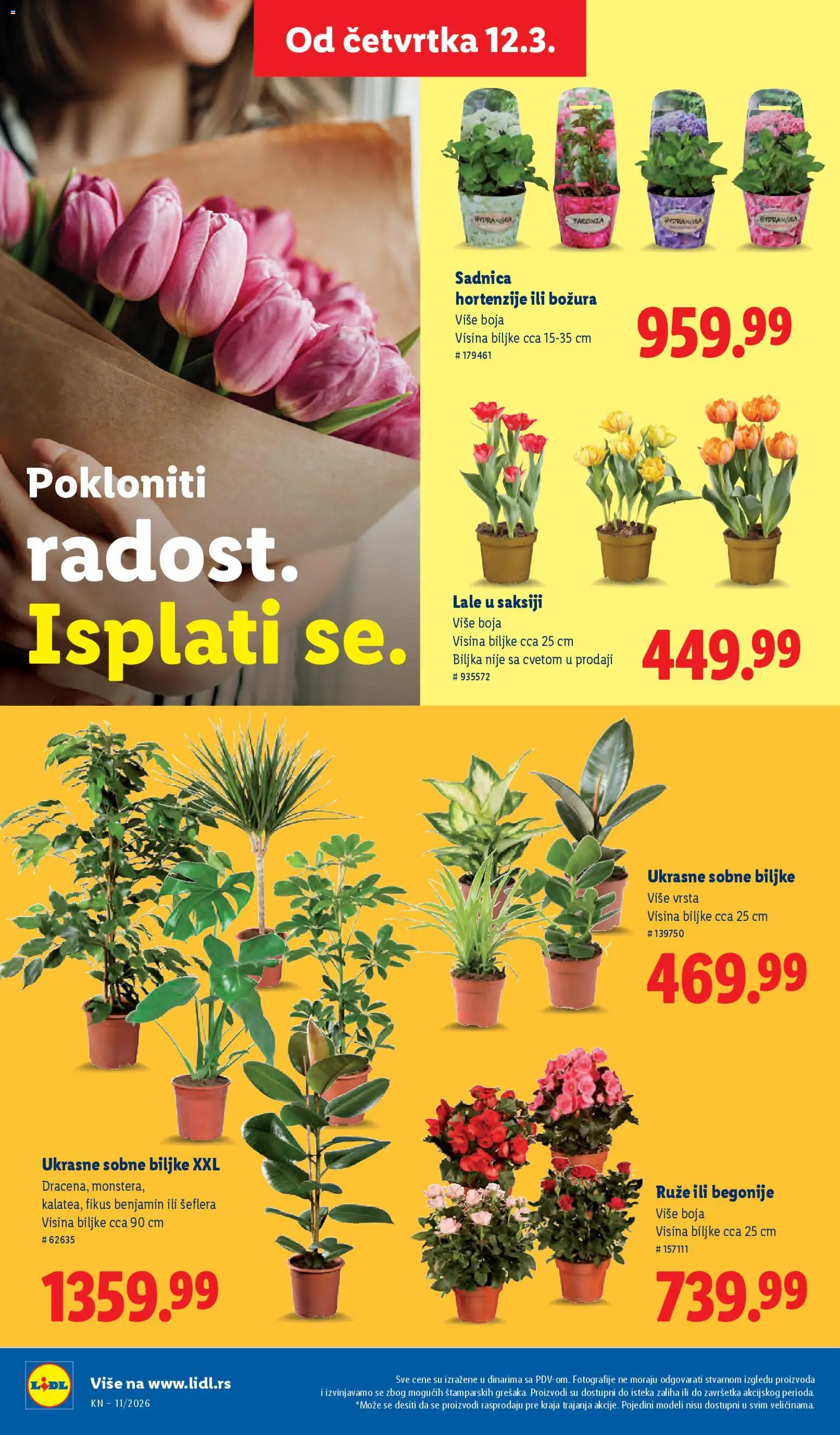 Lidl katalog - važi od 12.03.2026 | Strana: 58 | Proizvode: Sobne biljke, Lale, Ruze