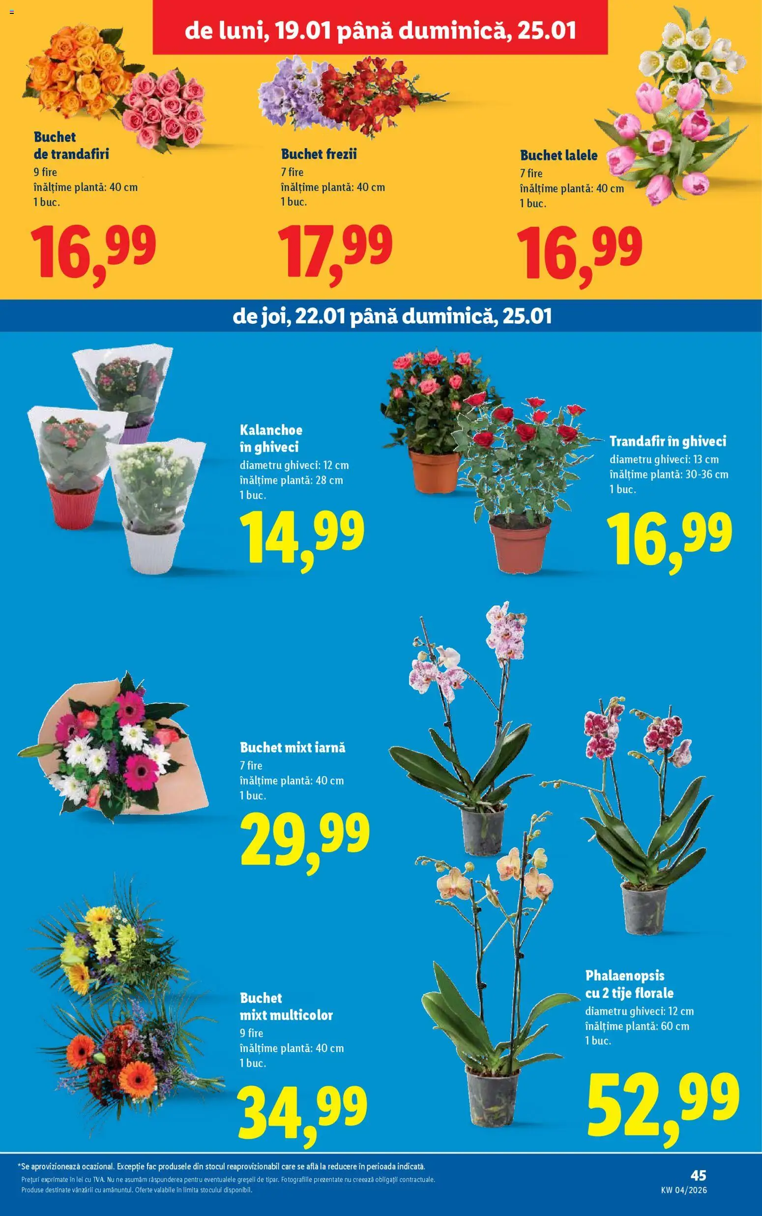 Noul catalog Lidl – valabil de la 19.01.2026 | Pagină: 45 | Produse: Trandafir, Ghiveci