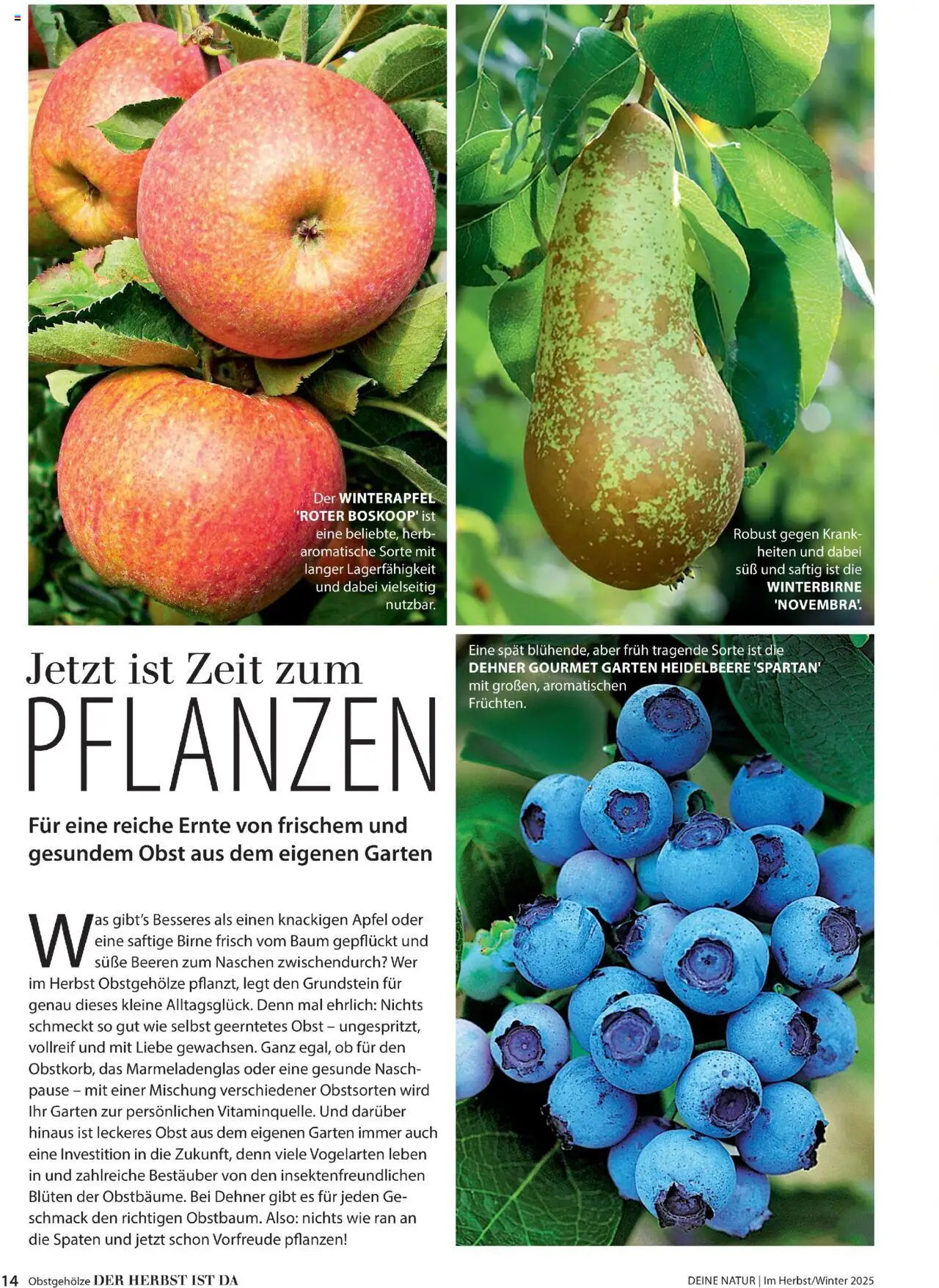 Dehner  Flugblatt gültig ab 10.10.2025 | Seite: 14 | Produkte: Obst, Birne, Äpfel