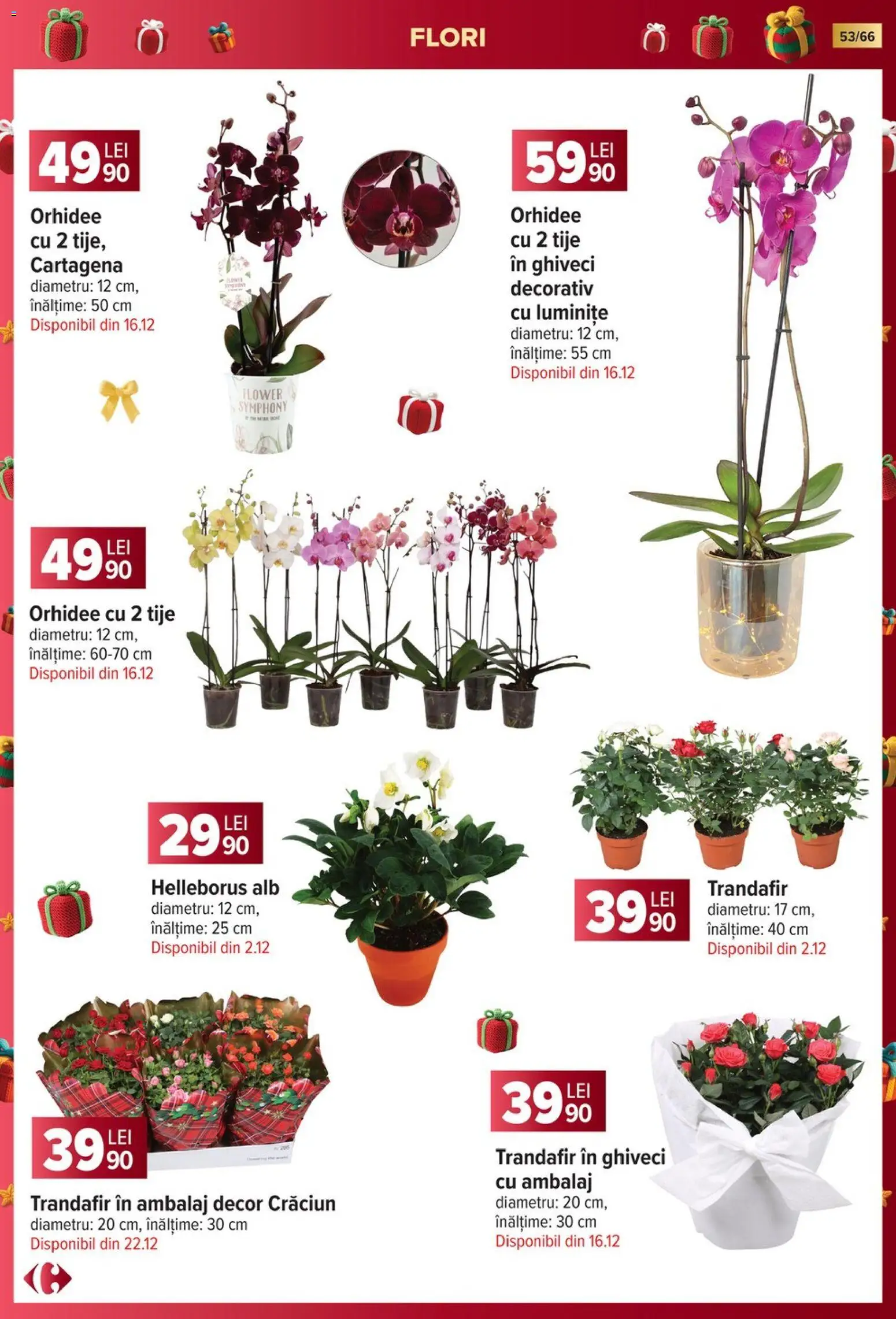 Noul catalog Carrefour – valabil de la 19.11.2025 | Pagină: 53 | Produse: Trandafir, Orhidee, Ghiveci