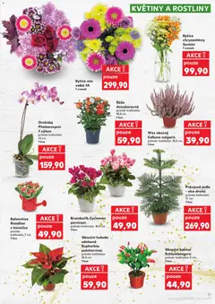 Náhled letáku Kaufland leták od 05.11.2025 | Strana: 11 | Produkty: Kalanchoe, Vřes, Orchidej, Květiny