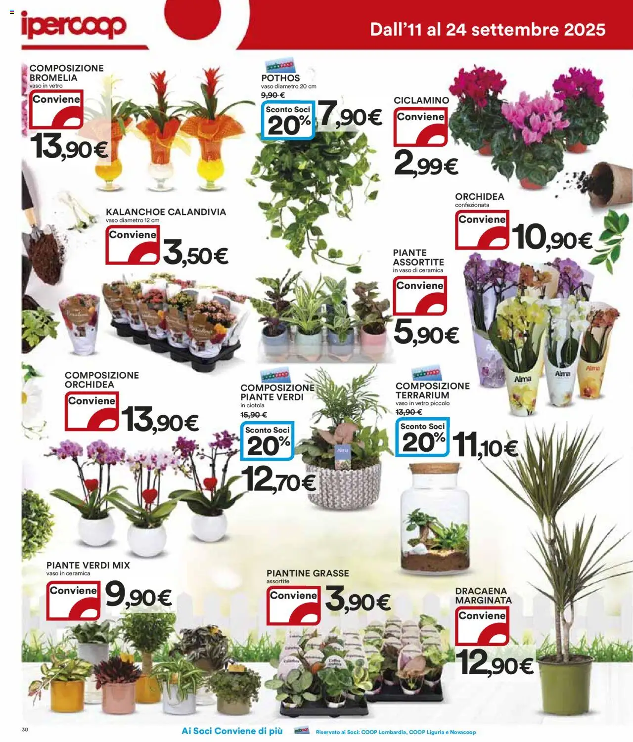 Volantino Ipercoop del 11.09.2025 | Pagina: 30 | Prodotti: Orchidea, Ciotola, Vaso