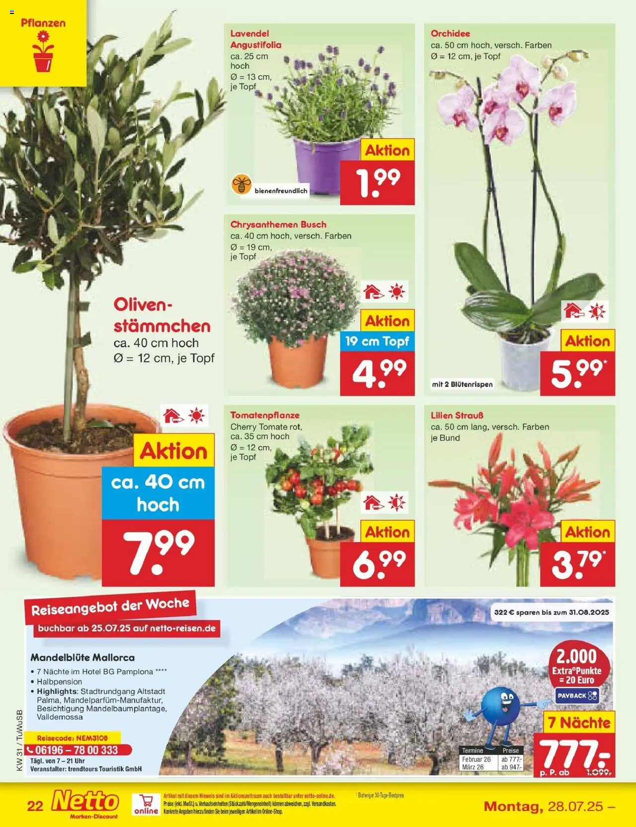 Netto Marken-Discount prospekt Calw-Stammheim	 - gültig ab dem 27.07.2025 | Seite: 40 | Produkte: Orchidee, Lavendel, Uhr