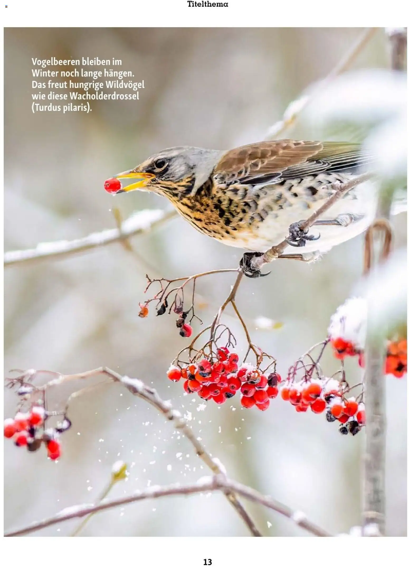 Fressnapf Friends 01/26 gültig ab 01.01.2026 | Seite: 13