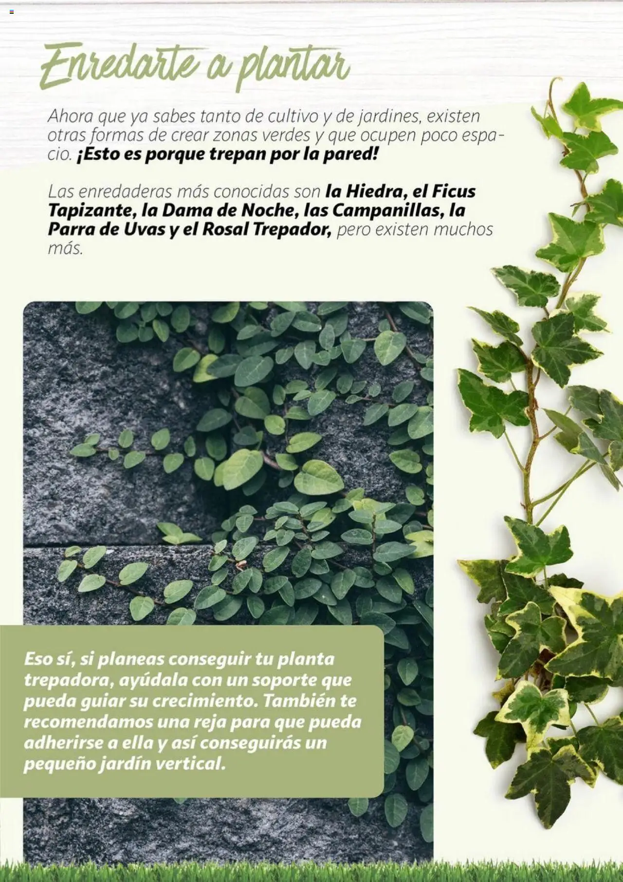 Alcampo - Jardín │ válido desde el 11.02.2025 | Página: 16 | Productos: Té