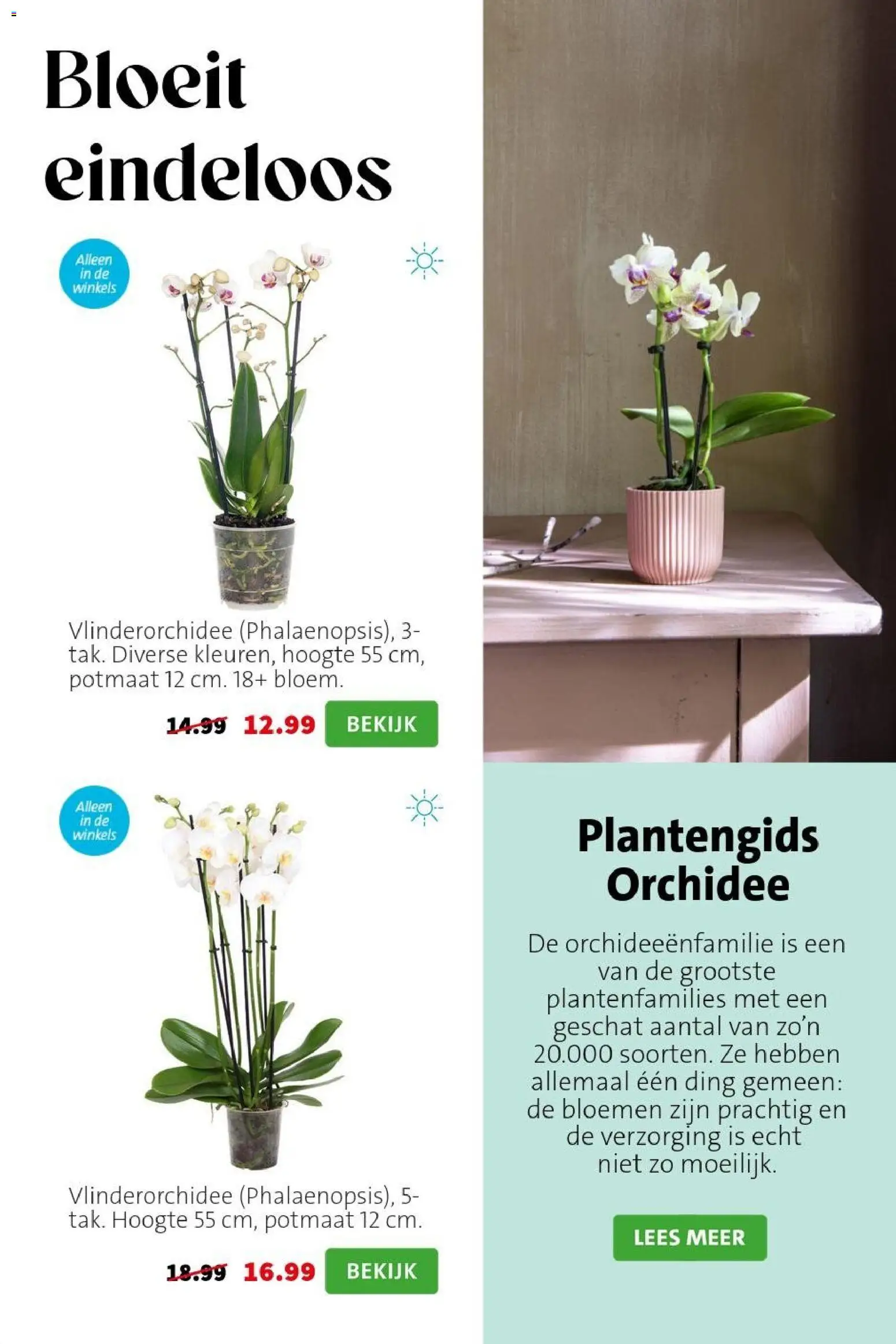 {H1} | Pagina: 4 | Producten: Bloemen