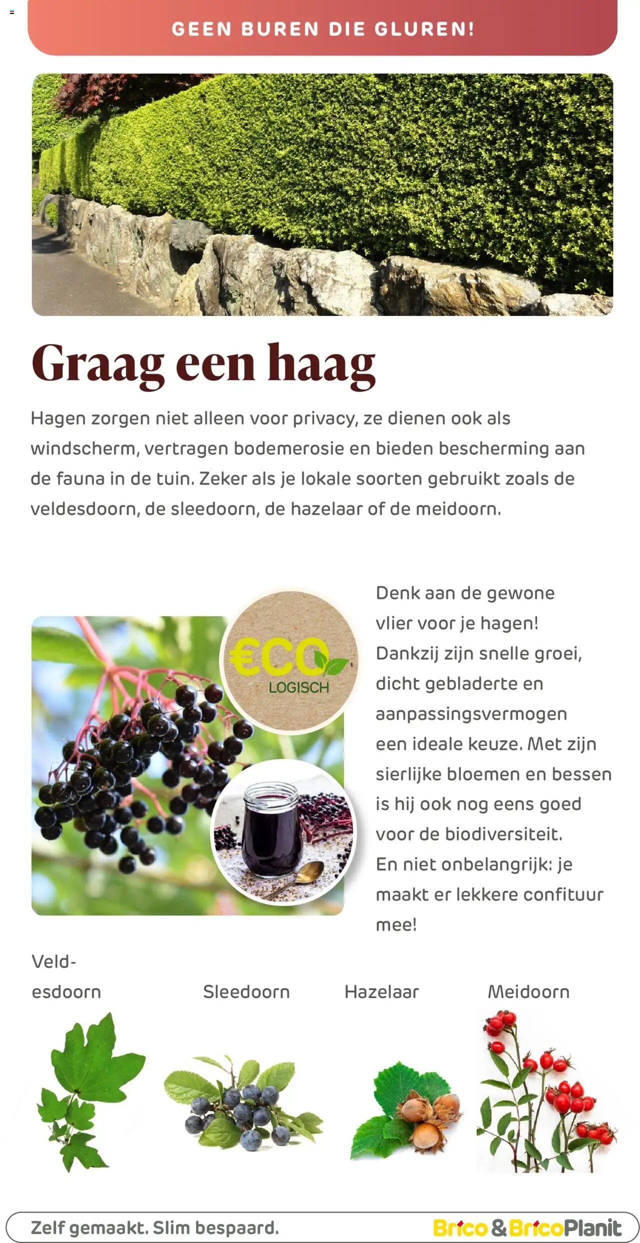  | Pagina: 104 | Producten: Bloemen, Meidoorn