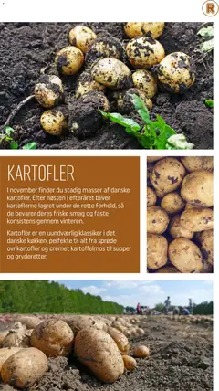 KARTOFLER, I november finder du stadig masser af danske kartofler. Efter høsten i efteråret bliver kartoflerne lagret under de rette forhold, så de bevarer deres friske smag og faste konsistens gennem vinteren. Kartofler er en uundværlig klassiker i det danske køkken, perfekte til alt fra sprøde ovnkartofler og cremet kartoffelmos til supper og gryderetter. gyldig fra 01.11.2025 | Side: 9