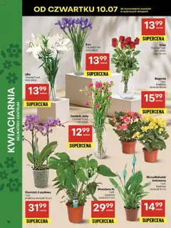 Delikatesy Centrum Gazetka od 10.07.2025 | Strona: 14 | Produkty: Goździk, Delikatesy, Doniczki, Storczyk