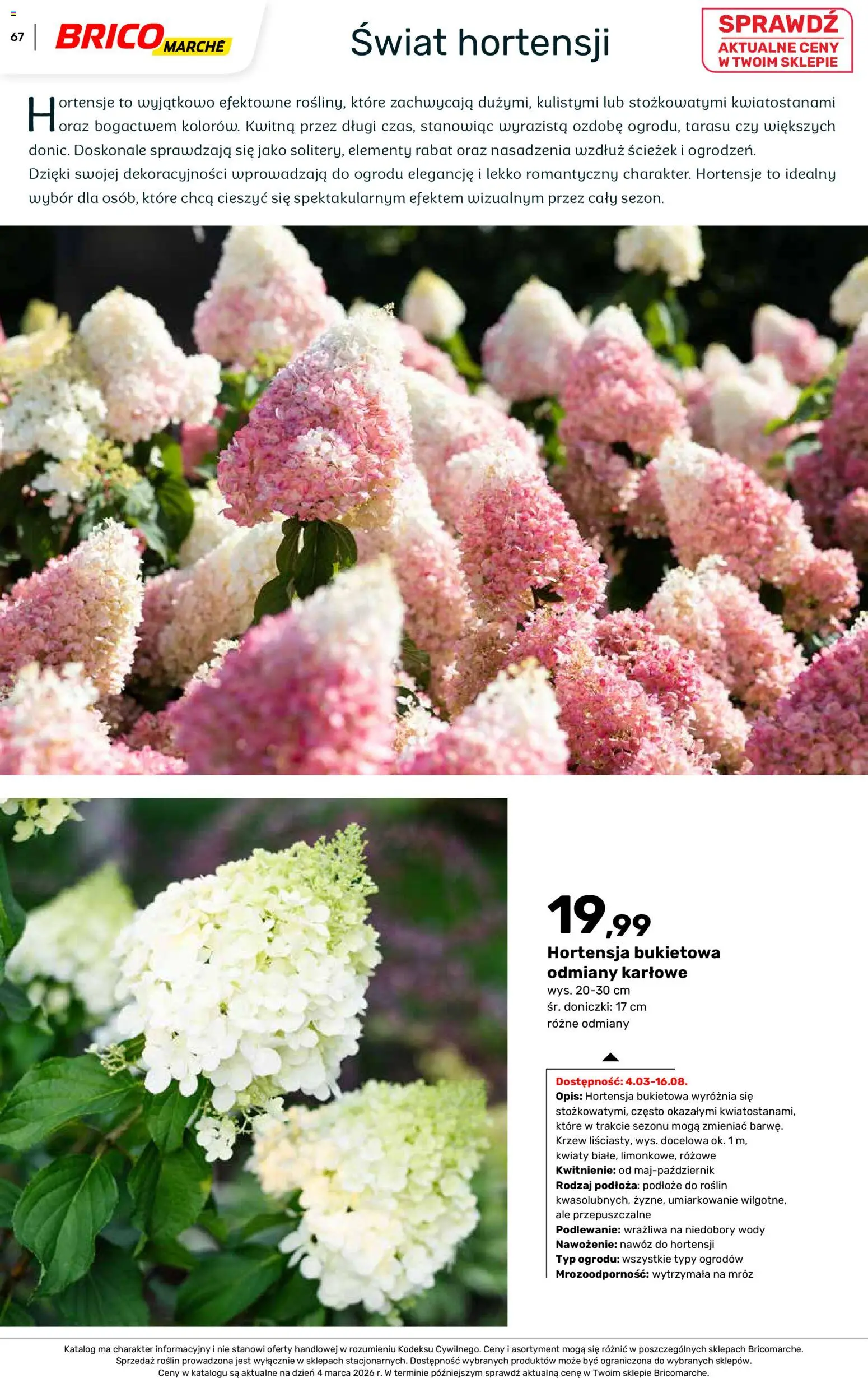 Brico Marché gazetka - Wiosna od 04.03.2026 | Strona: 67 | Produkty: Doniczki, Kwiaty