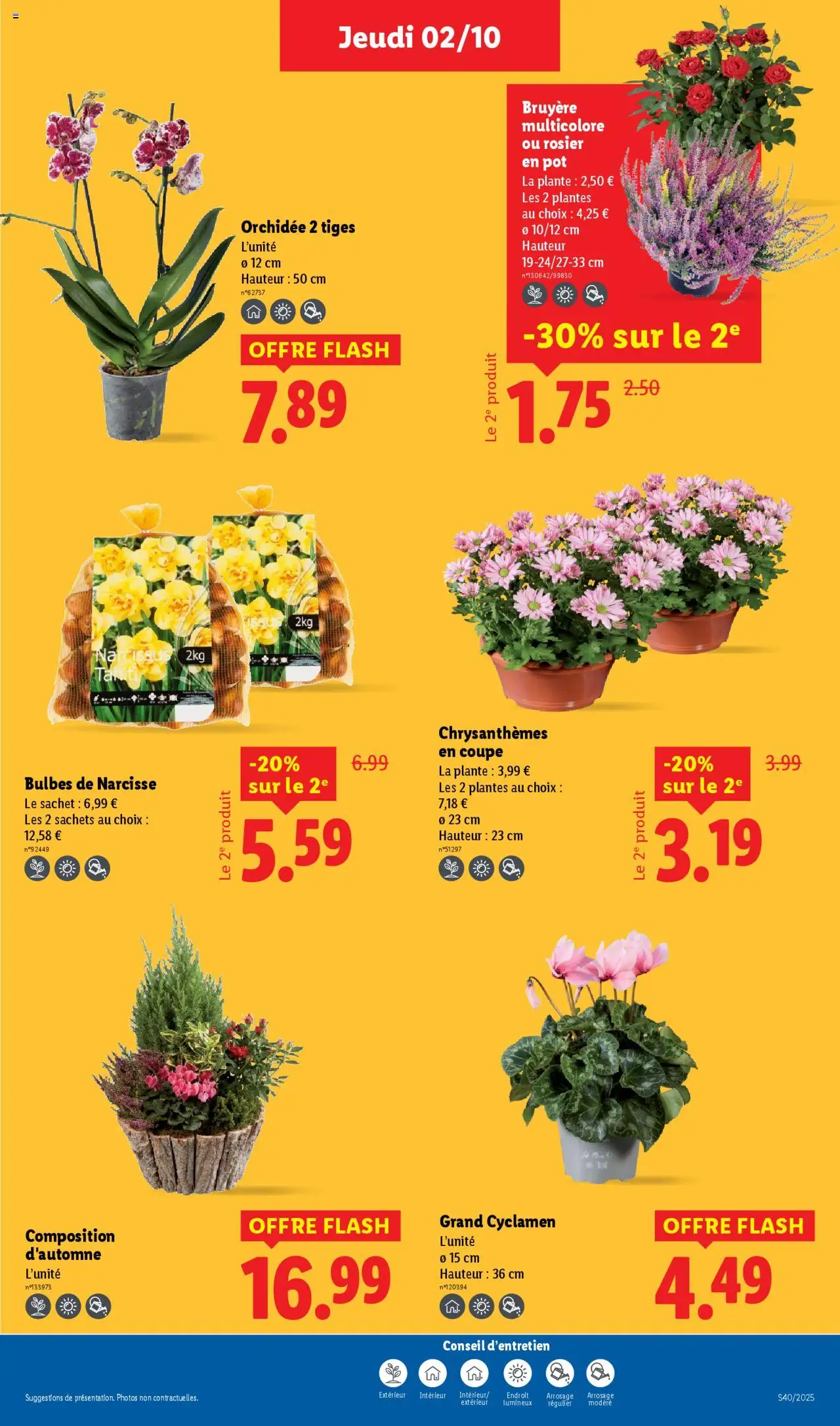  | Page: 29 | Produits: Rosier, Rosier en pot, Plantes, Orchidée