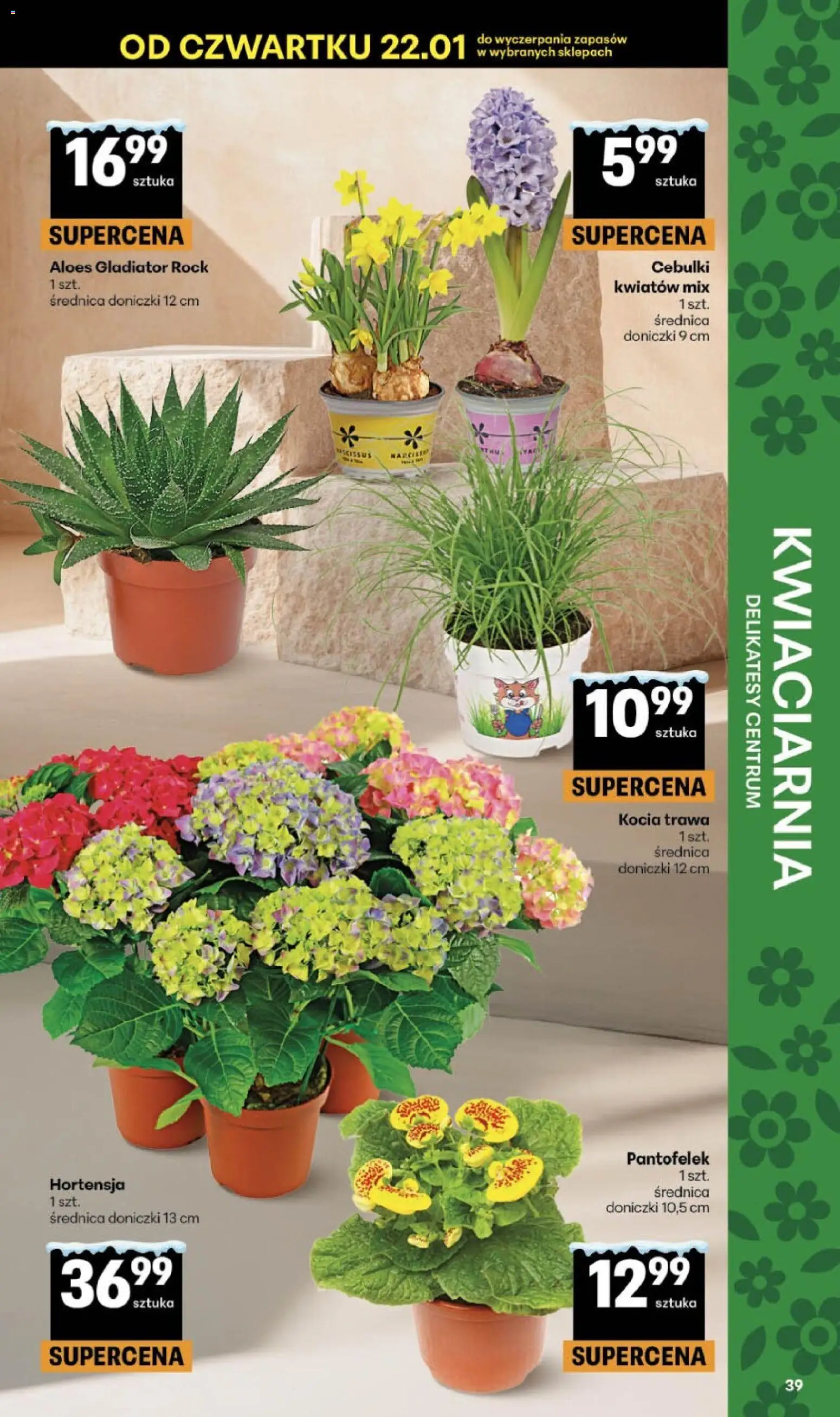 Delikatesy Centrum Gazetka od 22.01.2026 | Strona: 39 | Produkty: Aloes, Delikatesy, Doniczki