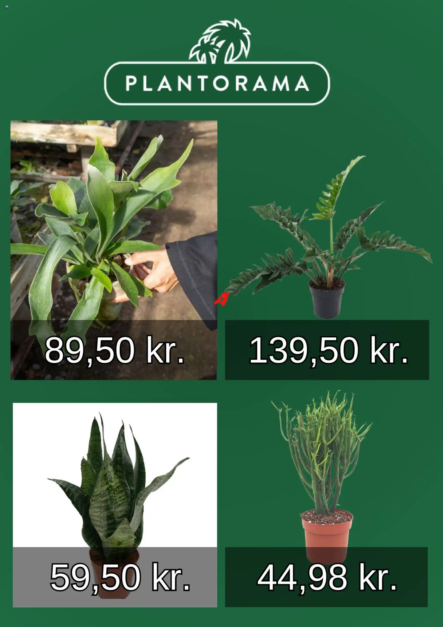 Plantorama tilbudsavis – gyldig fra 01.01.2026 | Side: 5