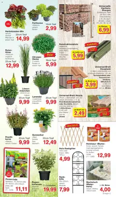 Jawoll Prospekt - gültig ab dem 04.08.2025 | Seite: 7 | Produkte: Hortensie, Lavendel