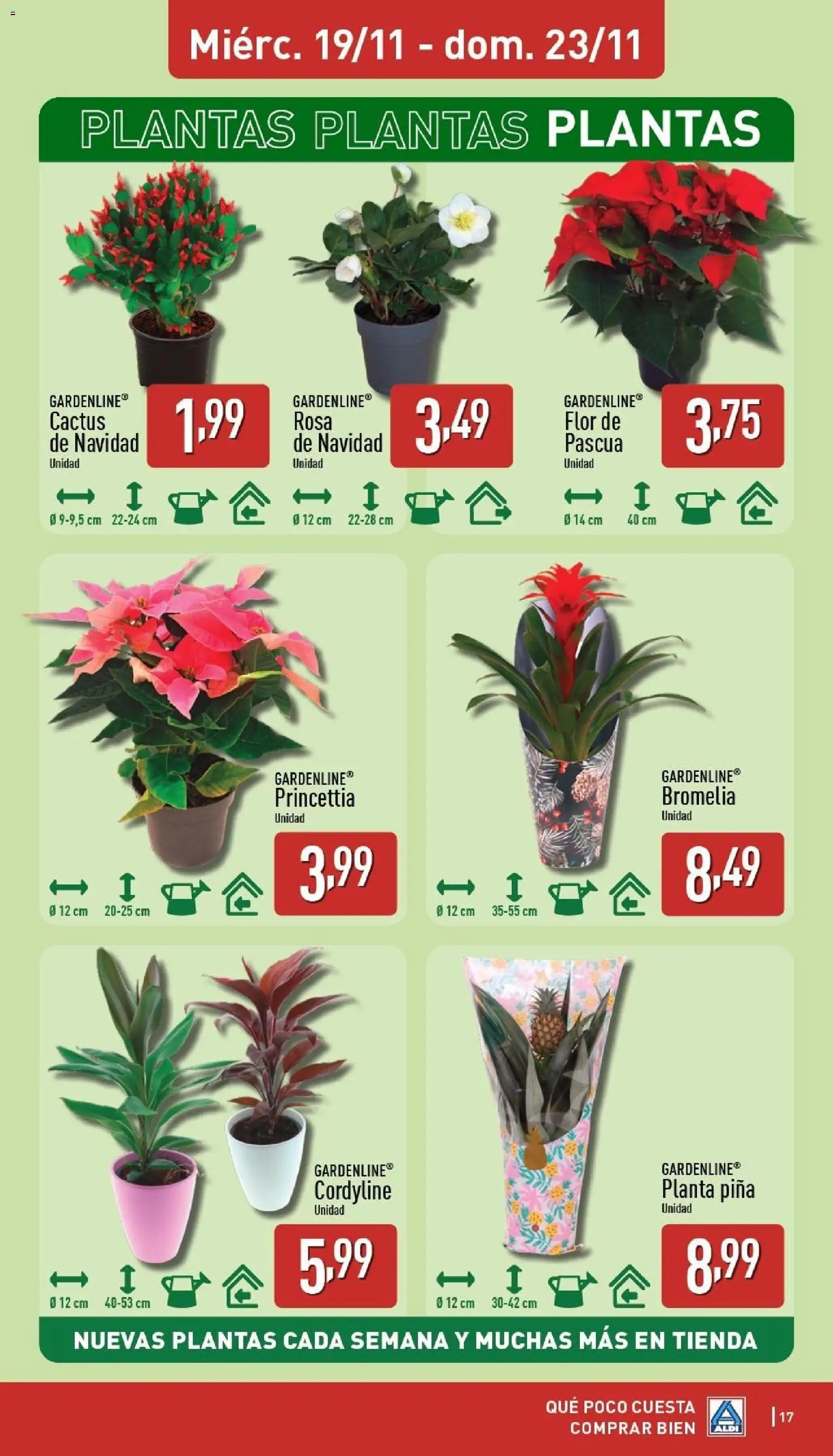 Aldi folleto Península │ válido desde el 17.11.2025 | Página: 17 | Productos: Piña