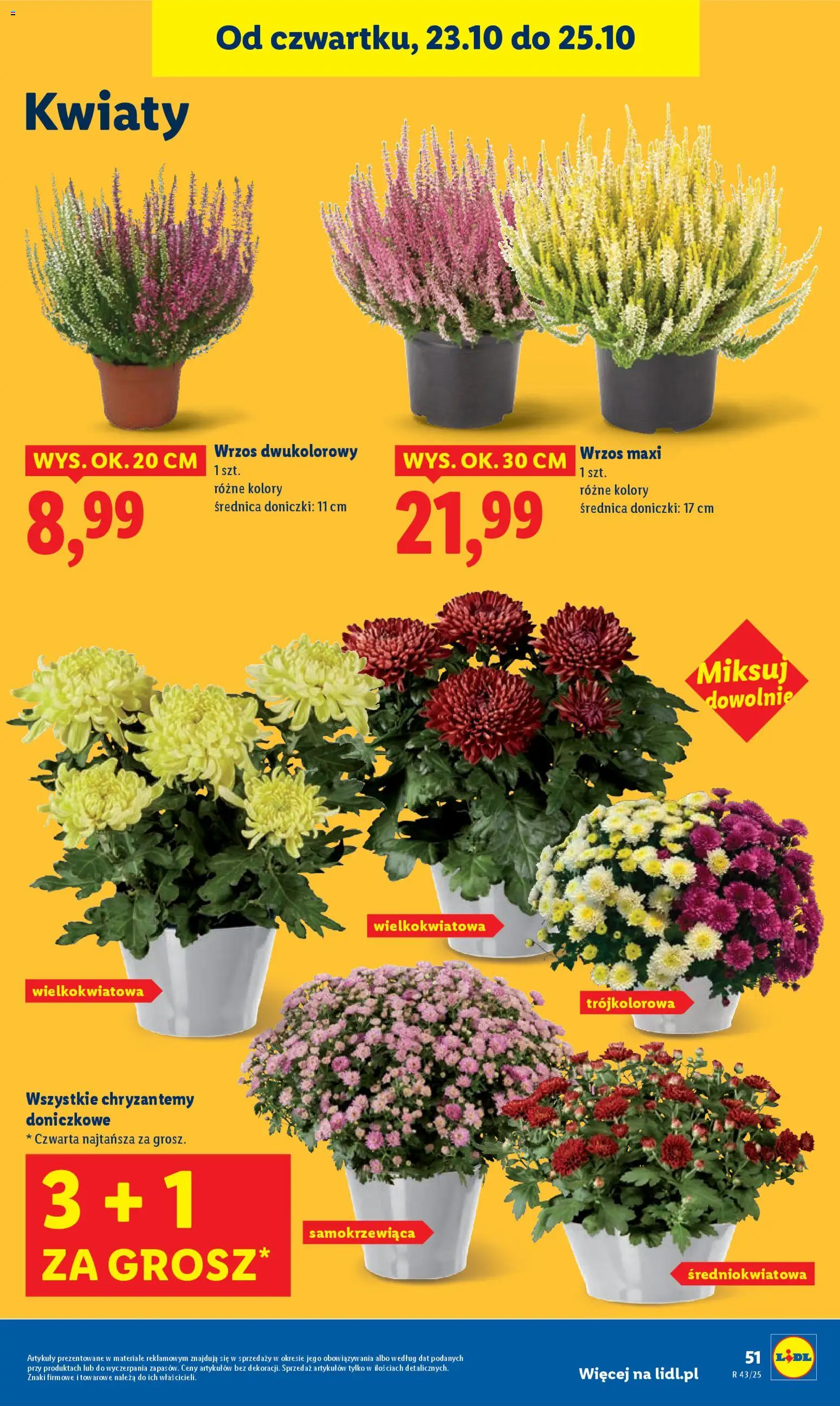Lidl Gazetka od 23.10.2025 | Strona: 55 | Produkty: Wrzos, Chryzantemy, Doniczki, Kwiaty