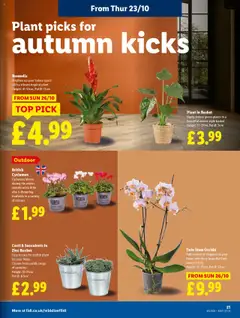 Preview of Lidl - Lidl Weekly valid from 23.10.2025 | Page: 21
