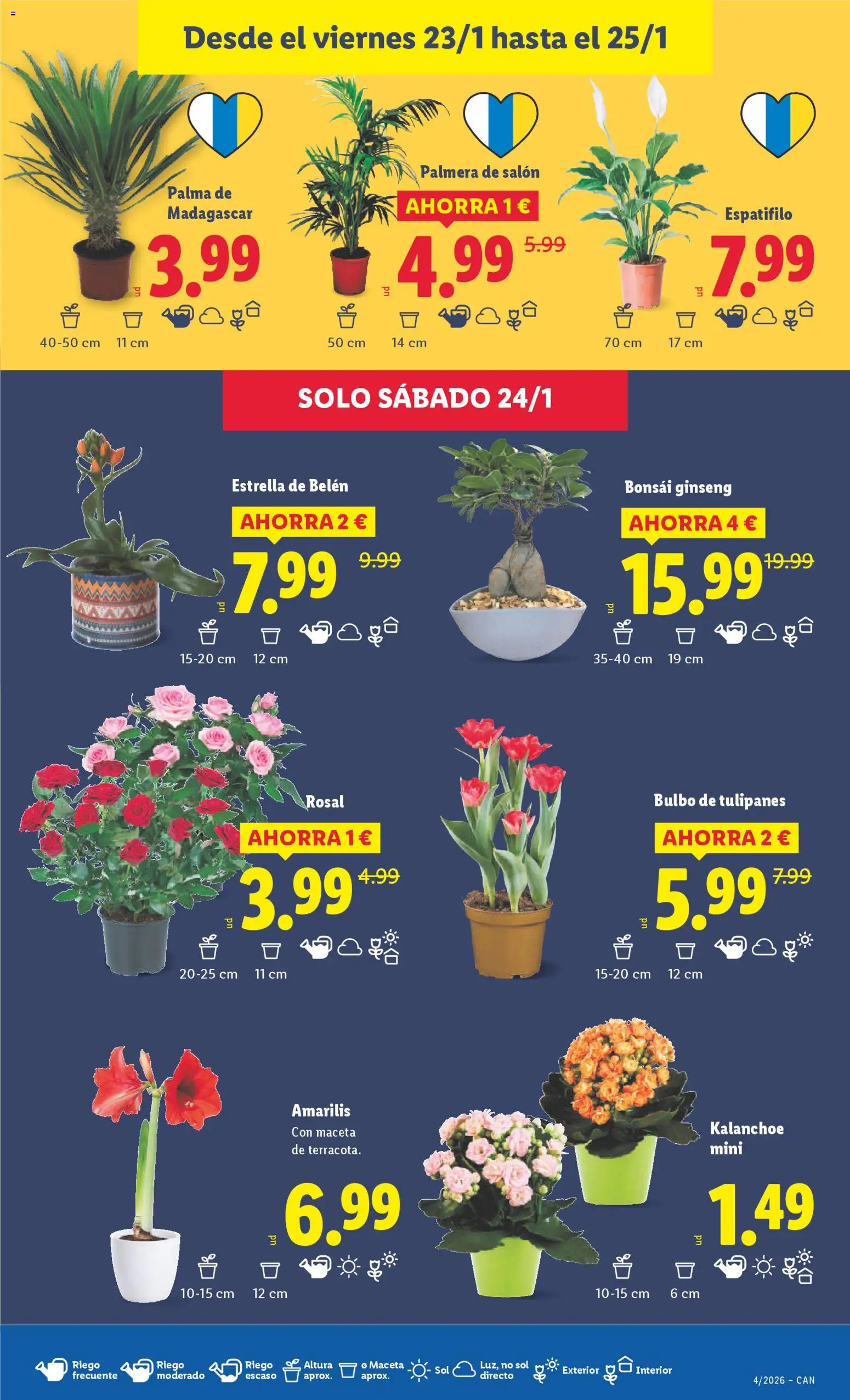 Lidl - Canarias │ válido desde el 19.01.2026 | Página: 37 | Productos: Maceta