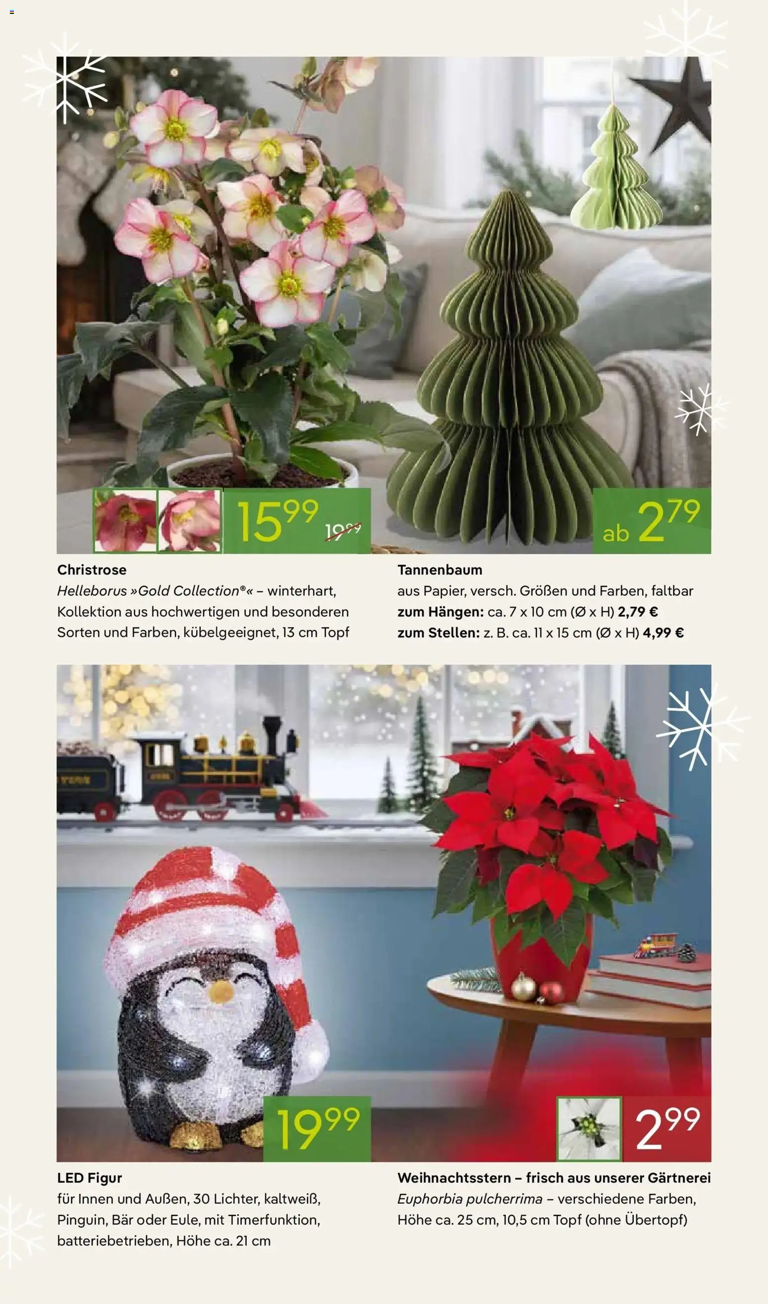 Pflanzen-Kölle Winterzauber erleben – gültig ab 03.11.2025 | Seite: 5