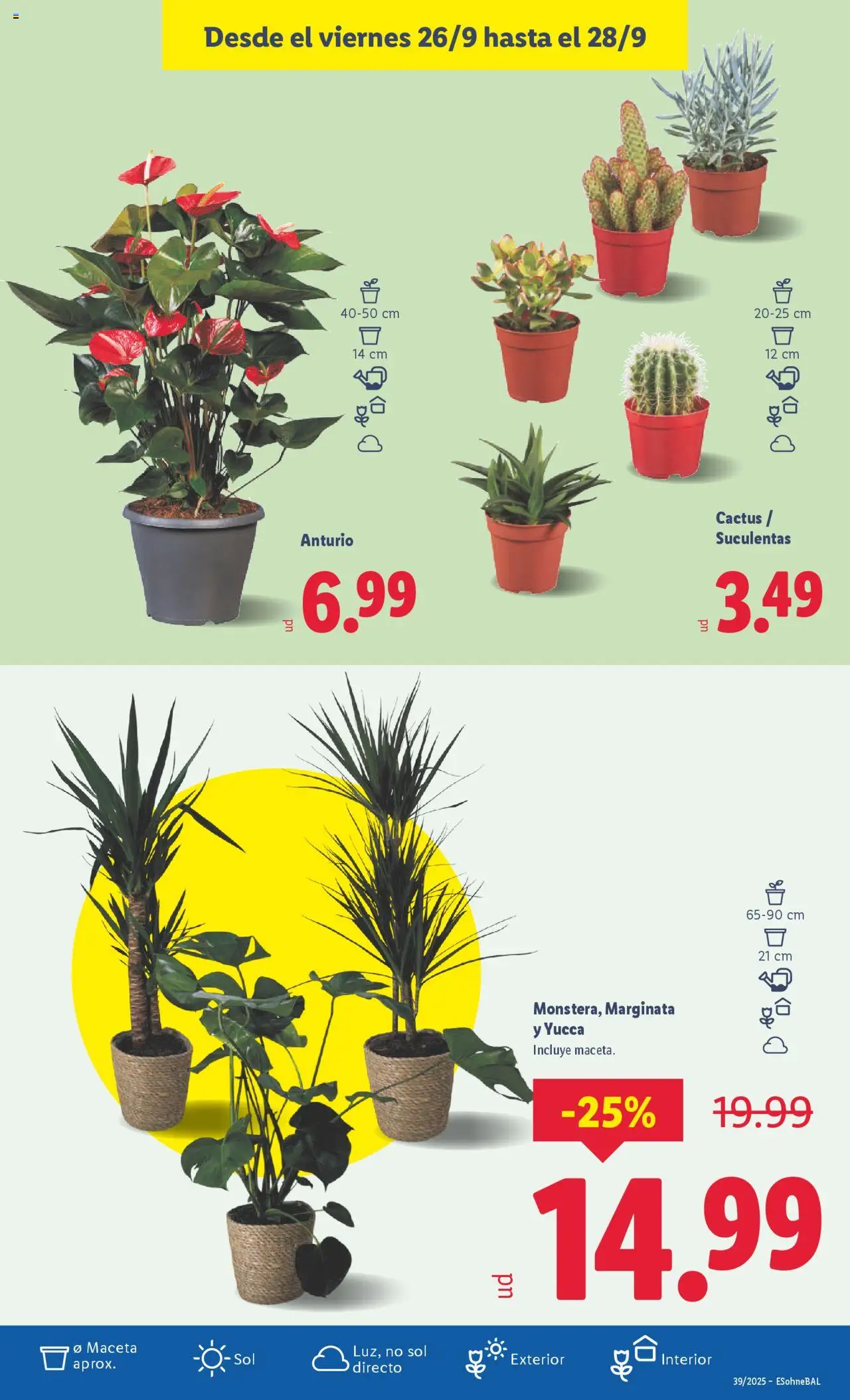 Lidl folleto │ válido desde el 22.09.2025 | Página: 39 | Productos: Maceta