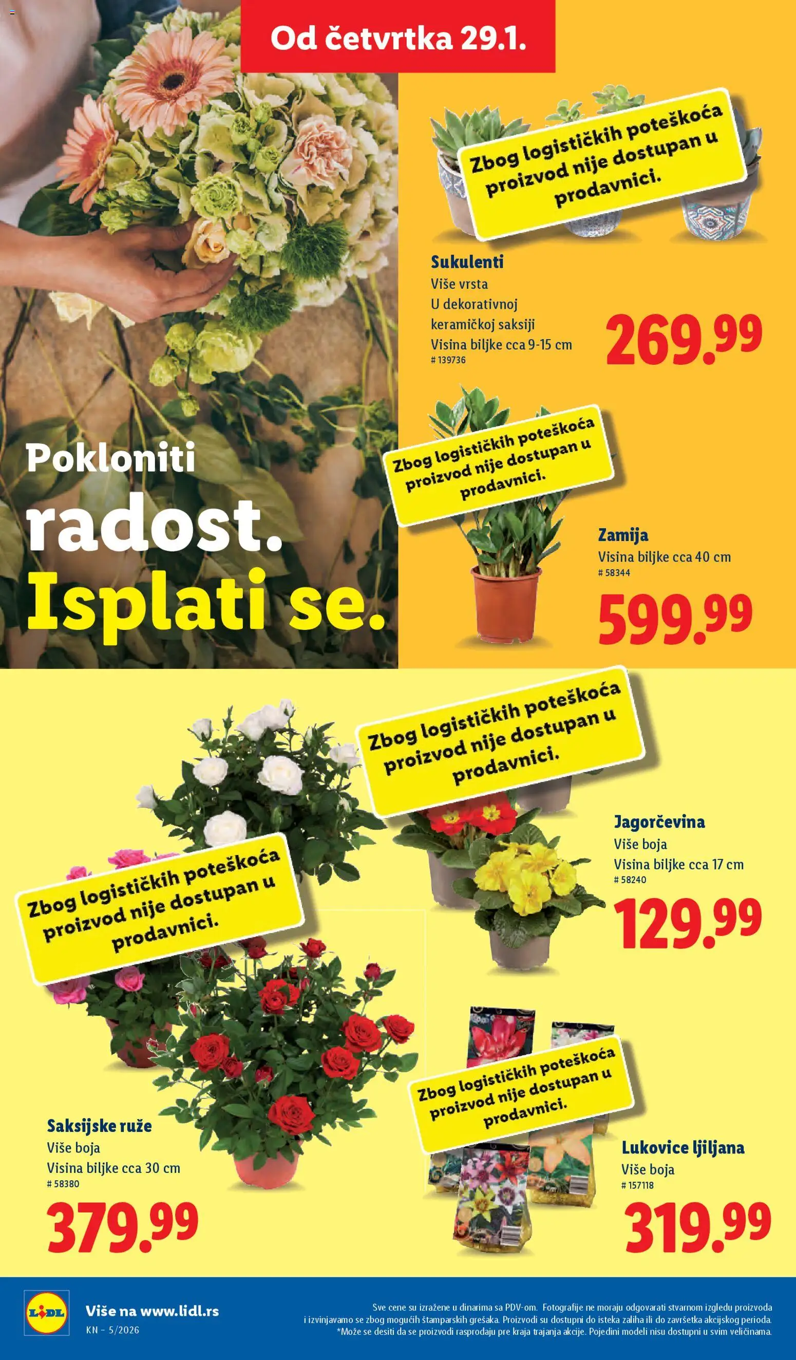 Lidl katalog - važi od 29.01.2026 | Strana: 42 | Proizvode: Ruze