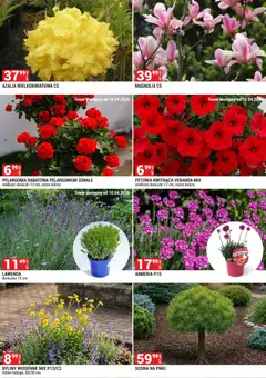 Pogląd oferty "Merkury Market gazetka - Ogród" - ważna od 01.04.2026 | Strona: 6 | Produkty: Azalia, Doniczka, Doniczki