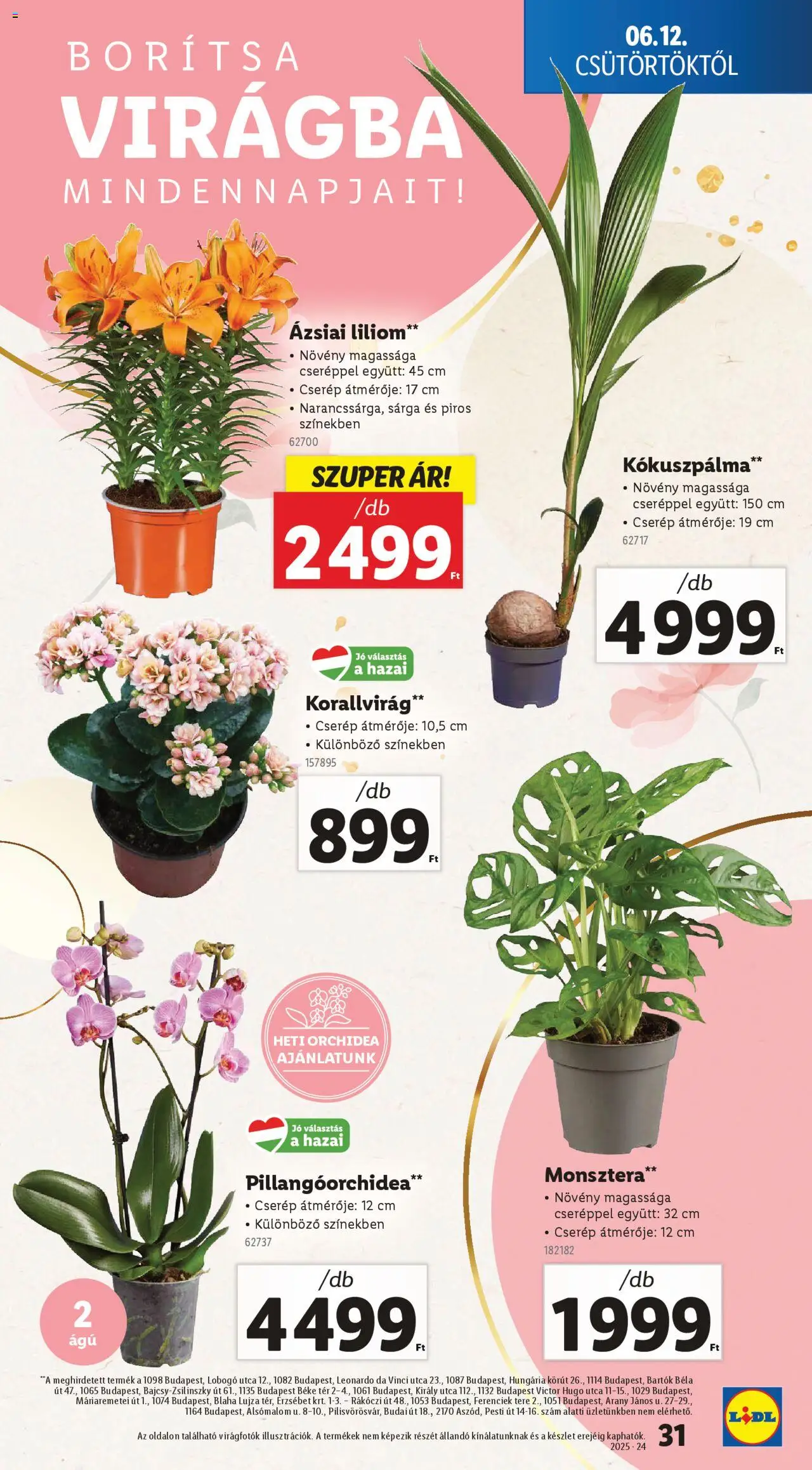 Lidl akciós ujság - amely érvényes a következő dátumtól: 12.06.2025 | Oldal: 31 | Termékek: Orchidea