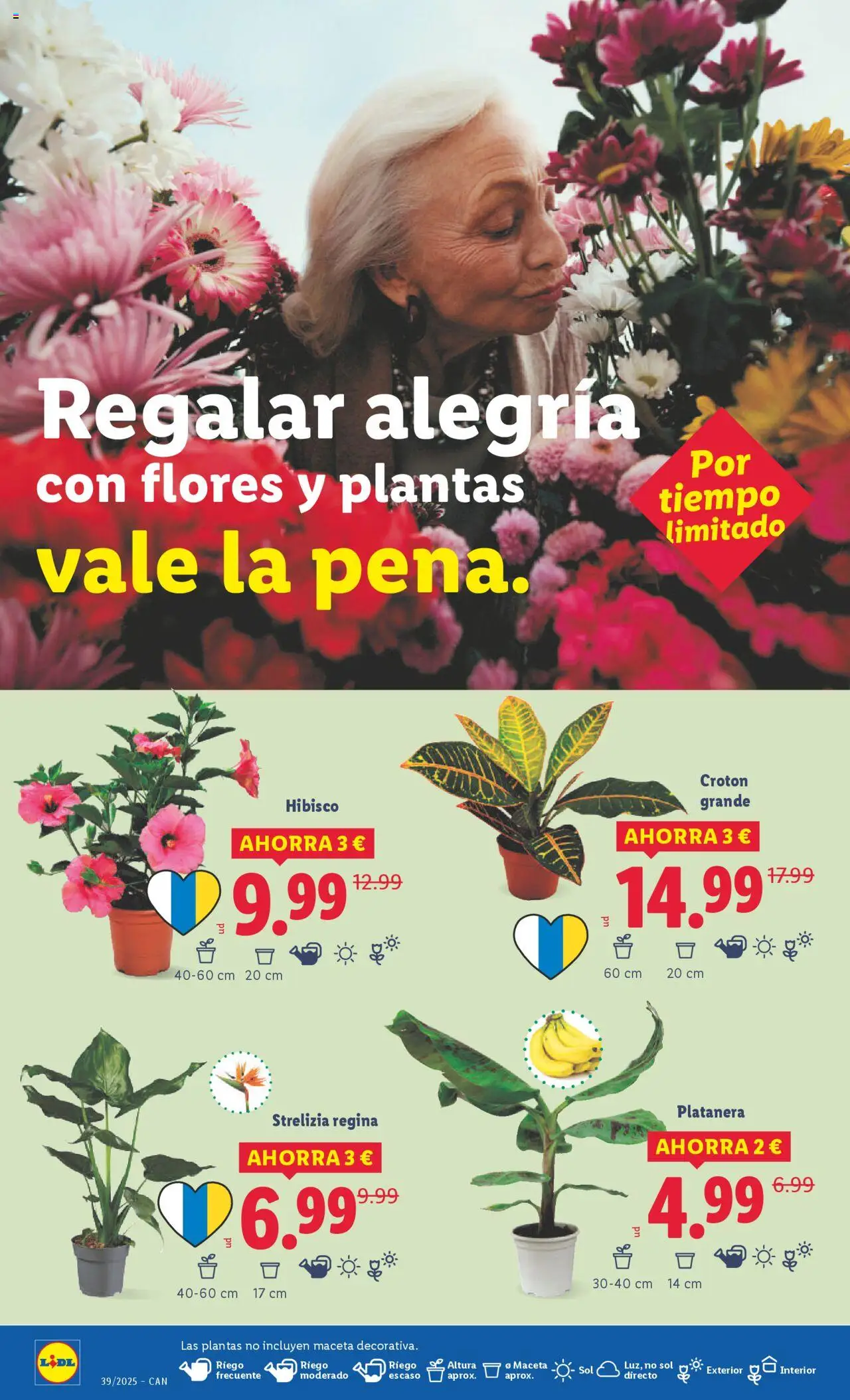 Lidl - Canarias │ válido desde el 22.09.2025 | Página: 36 | Productos: Maceta