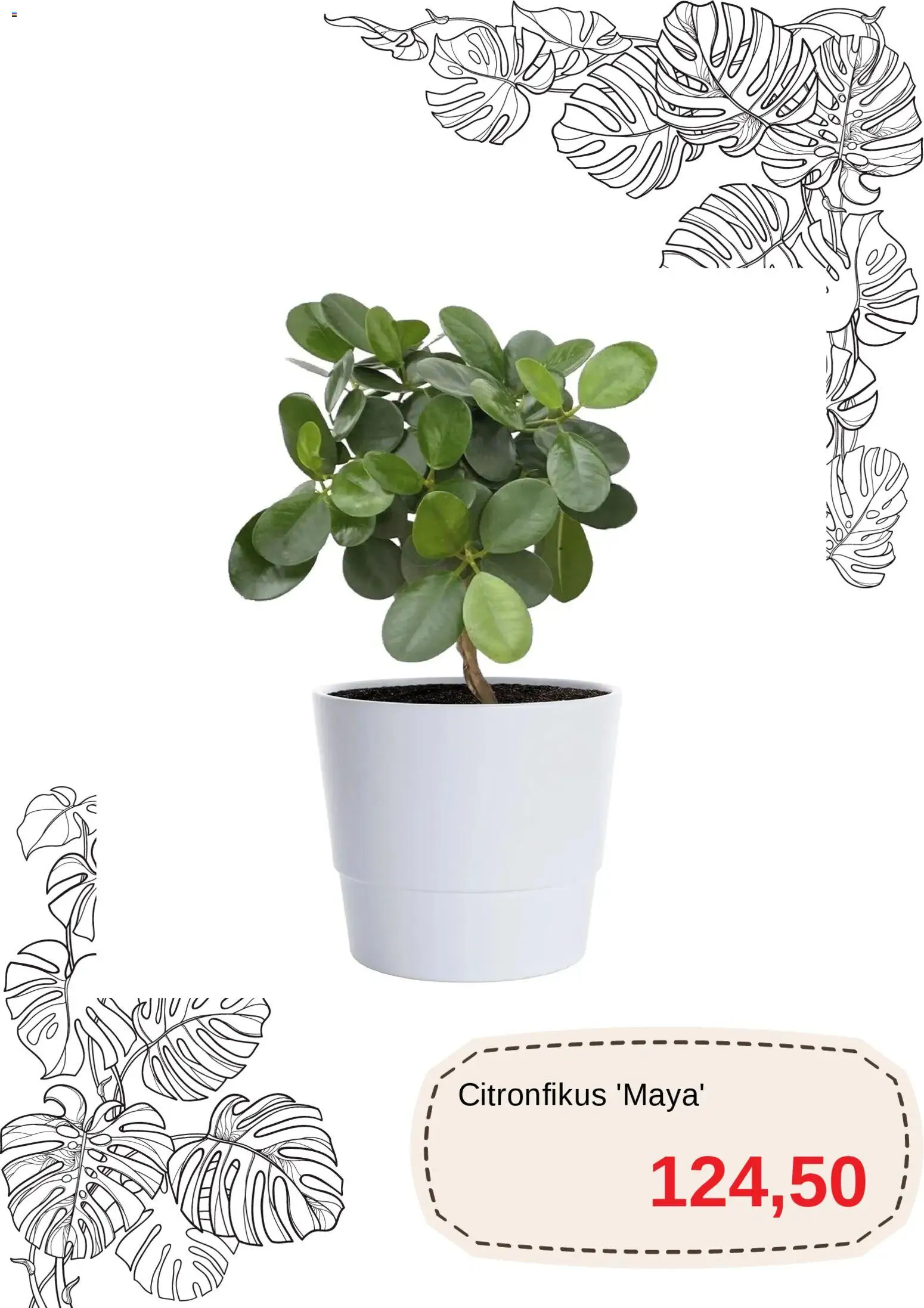 Blomsterlandet reklamblad aktuell från 01.11.2025 | Sida: 10