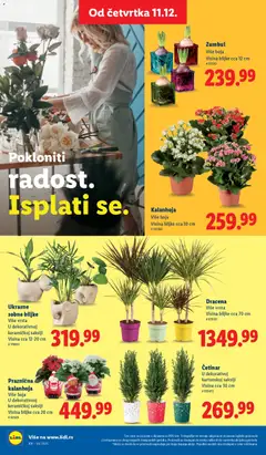 Kalanhoja, Više boja, Visina biljke cca 30 cm - pregled Lidl kataloga - važi od 11.12.2025 | Strana: 62 | Proizvode: Kalanhoja, Sobne biljke