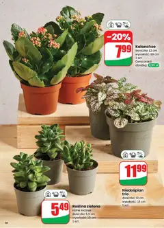 Pogląd oferty "Kalanchoe, doniczka 12 cm wysokość: 20 cm 1 szt." - ważna od 27.12.2025 | Strona: 58