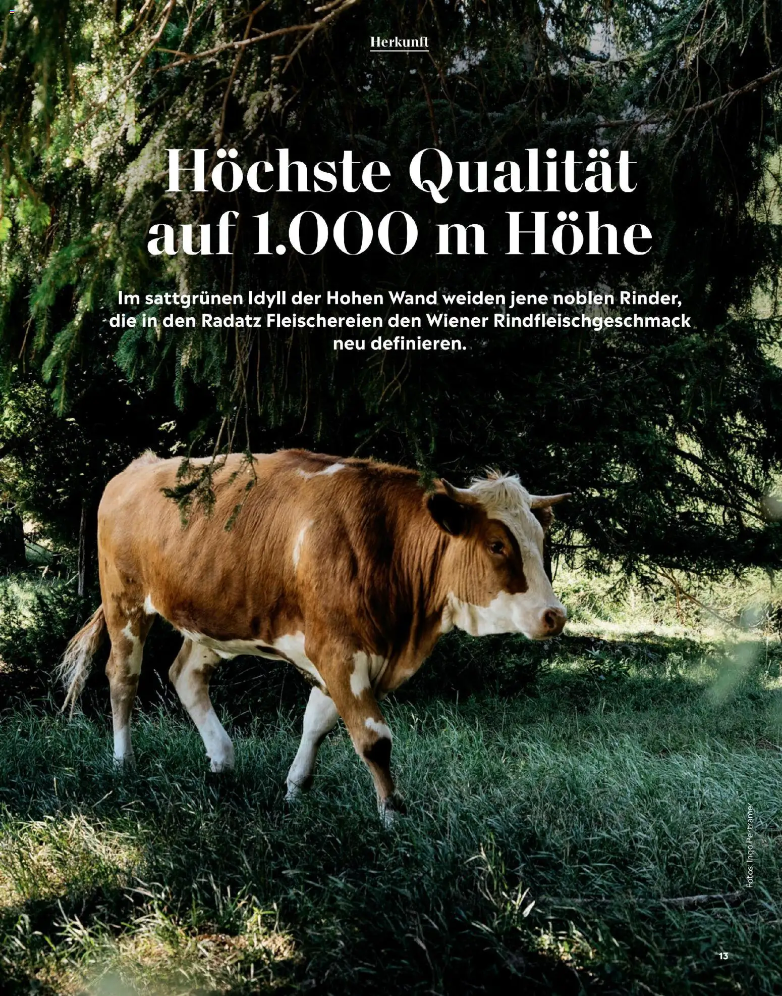 Radatz Schmeckt gültig ab 01.11.2025 | Seite: 13