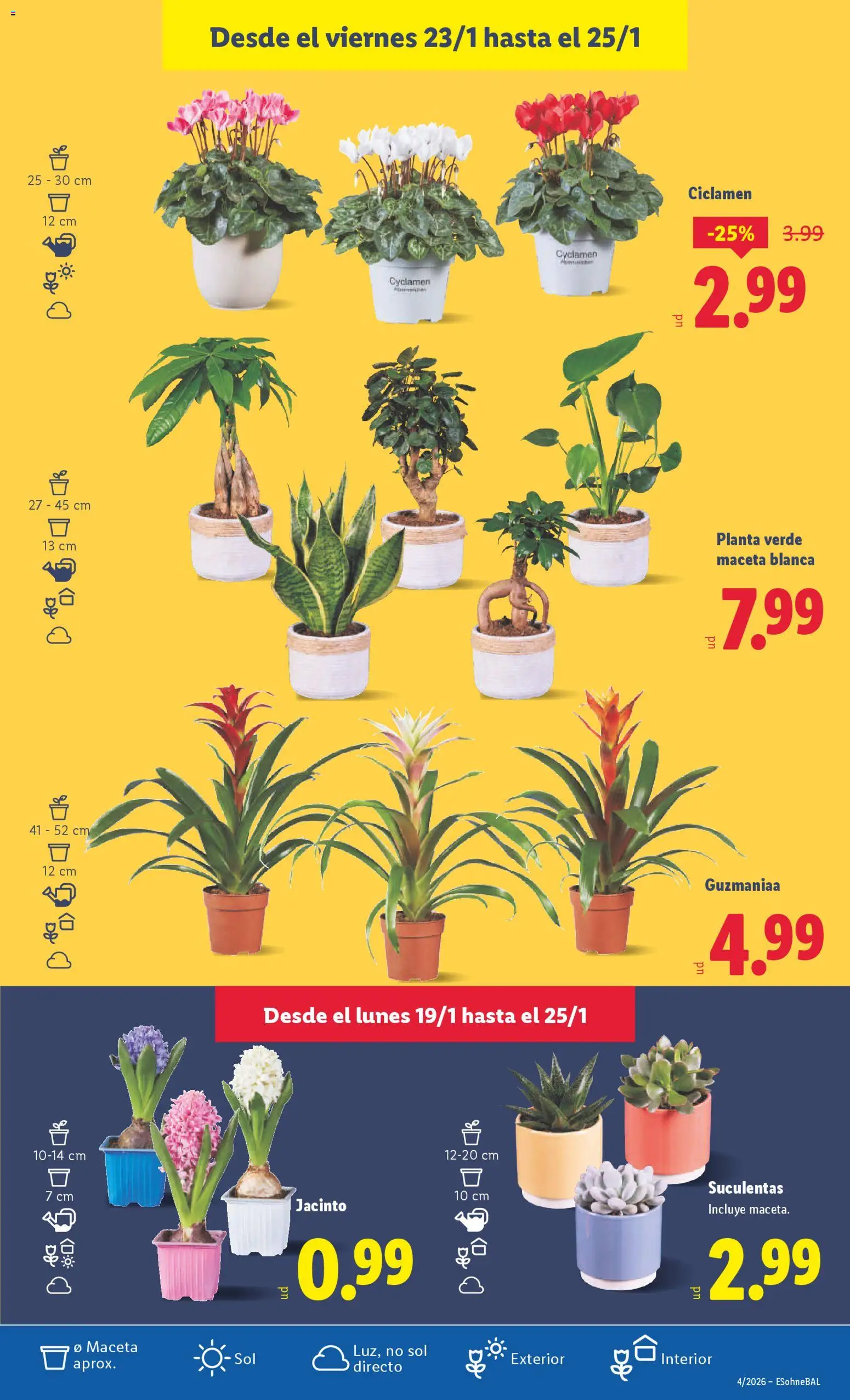 Lidl folleto │ válido desde el 19.01.2026 | Página: 41 | Productos: Maceta