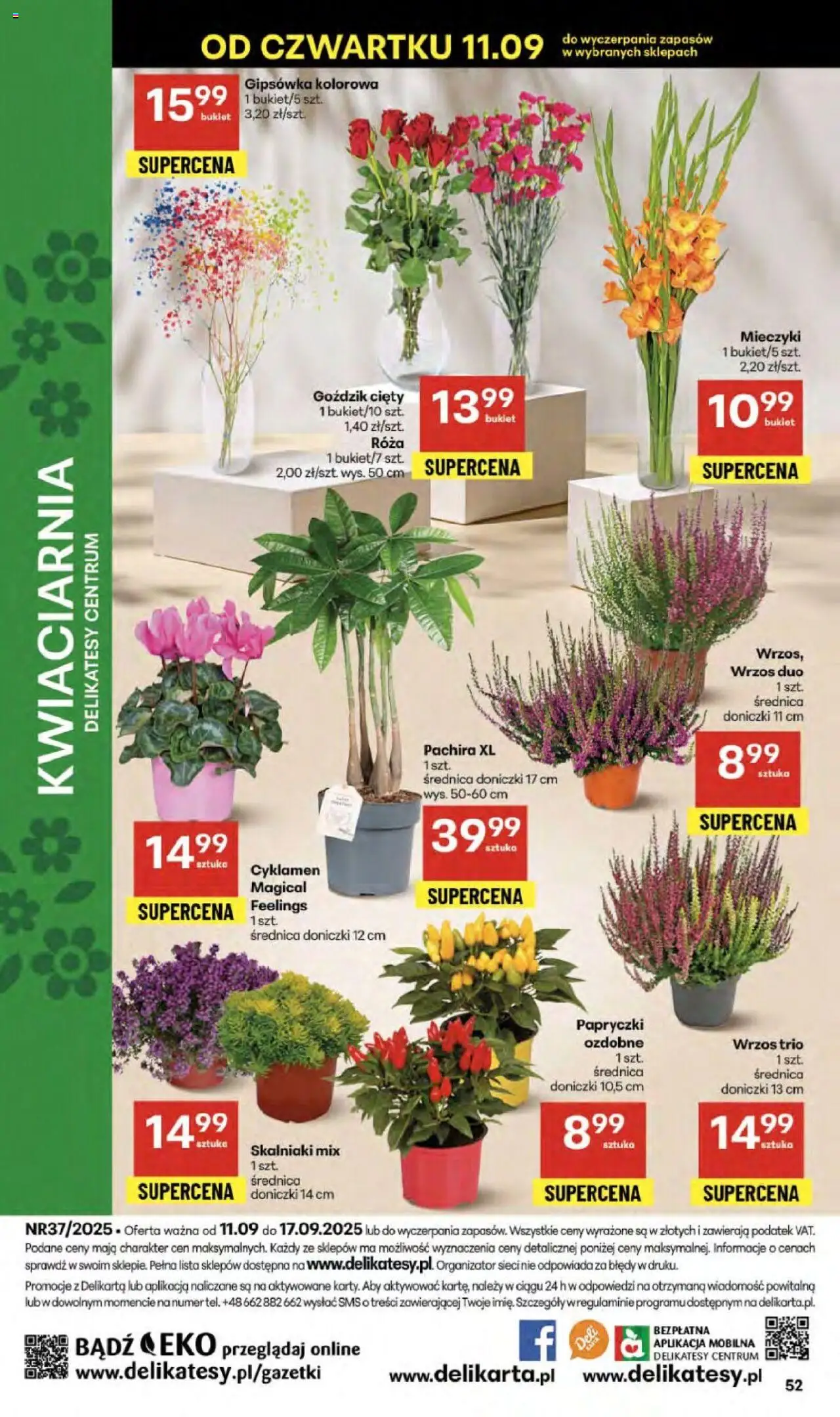 Delikatesy Centrum Gazetka od 11.09.2025 | Strona: 52 | Produkty: Wrzos, Goździk, Delikatesy, Doniczki