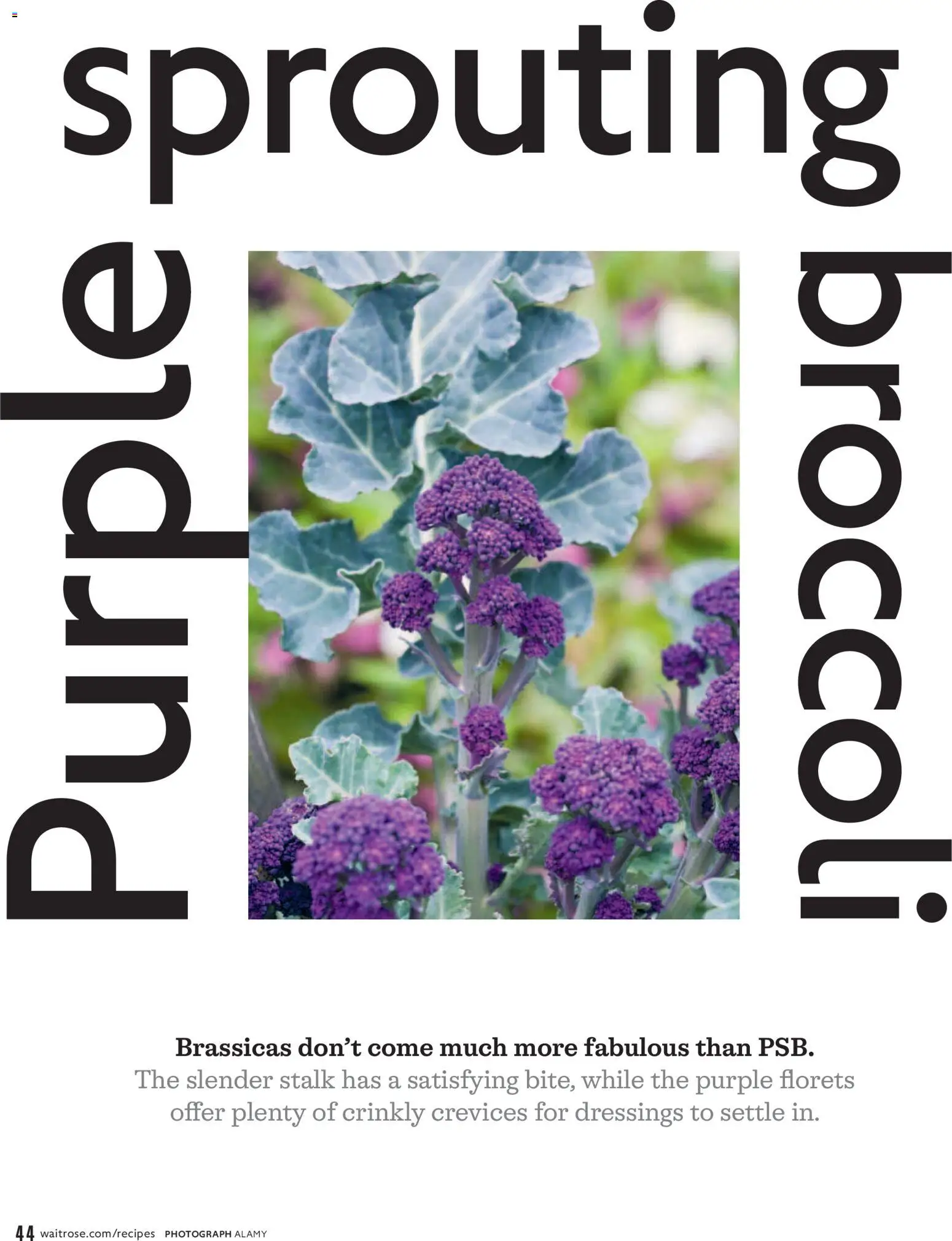 {H1} | Page: 44 | Products: Broccoli