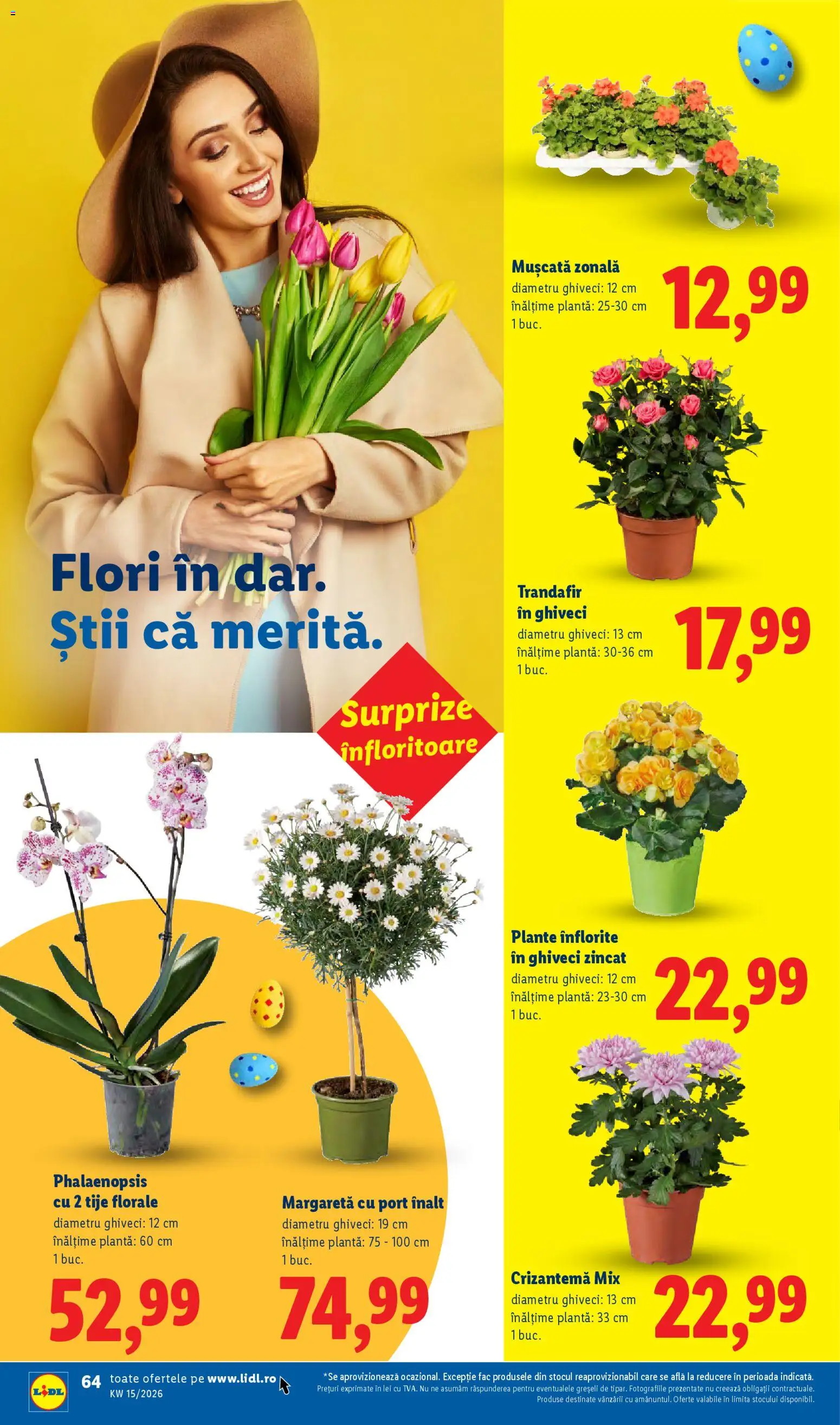 Noul catalog Lidl – valabil de la 06.04.2026 | Pagină: 64 | Produse: Trandafir, Ghiveci