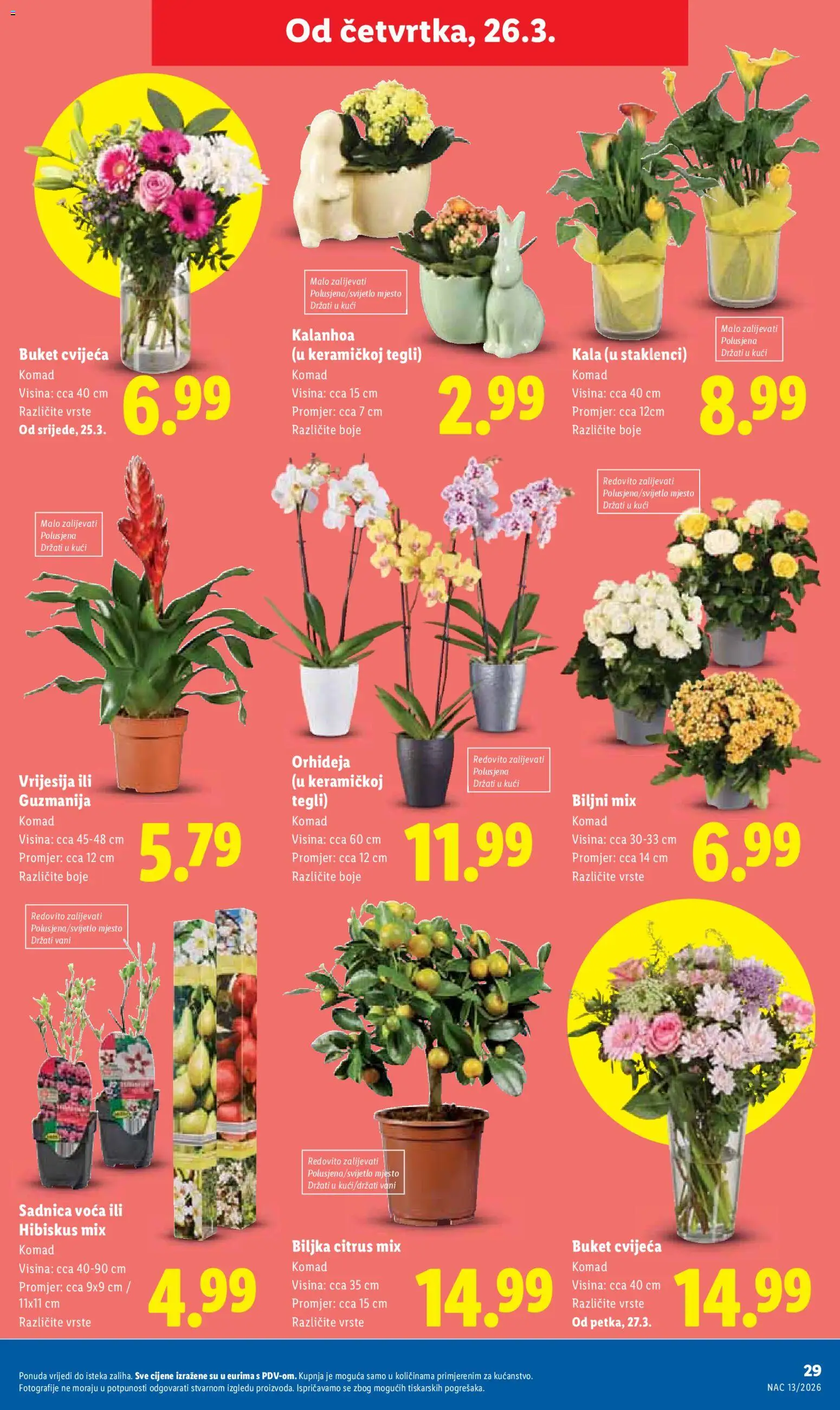 Lidl katalog | vrijedi od 23.03.2026 | Stranica: 29 | Proizvodi: Orhideja